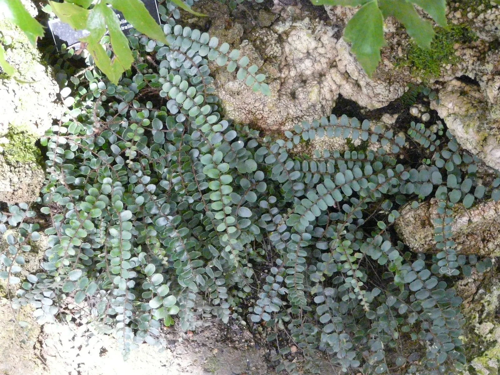 Button Fern (Pellaea Rotundifolia) — suggesting its preference for cooler; where it thrives under the canopies of forests