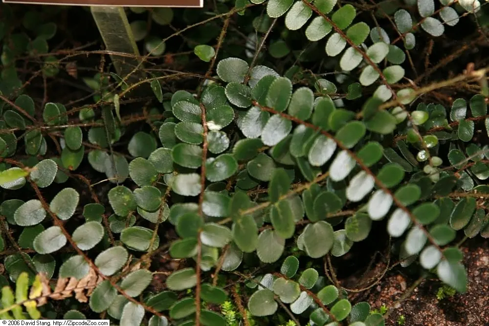 Button Fern (Pellaea Rotundifolia) — where it thrives under the canopies of forests