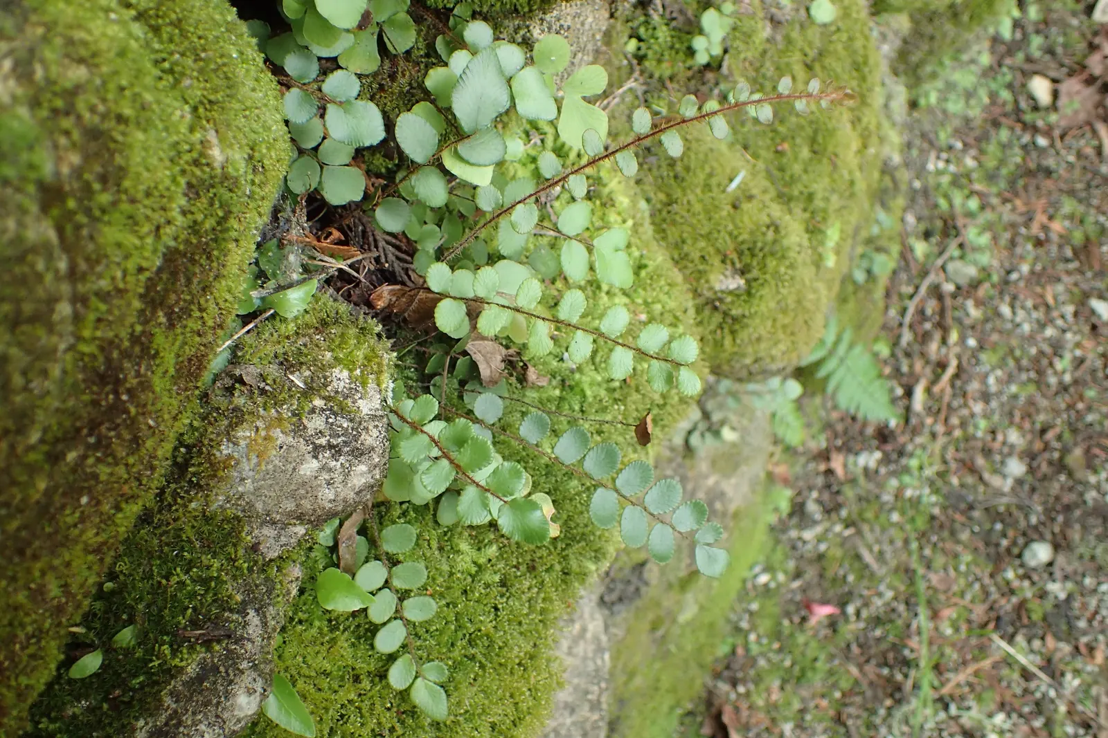 Button Fern (Pellaea Rotundifolia) — giving rise to its common name; pellaea rotundifolia should be planted in well-draining soil with an acidic to neutral pH