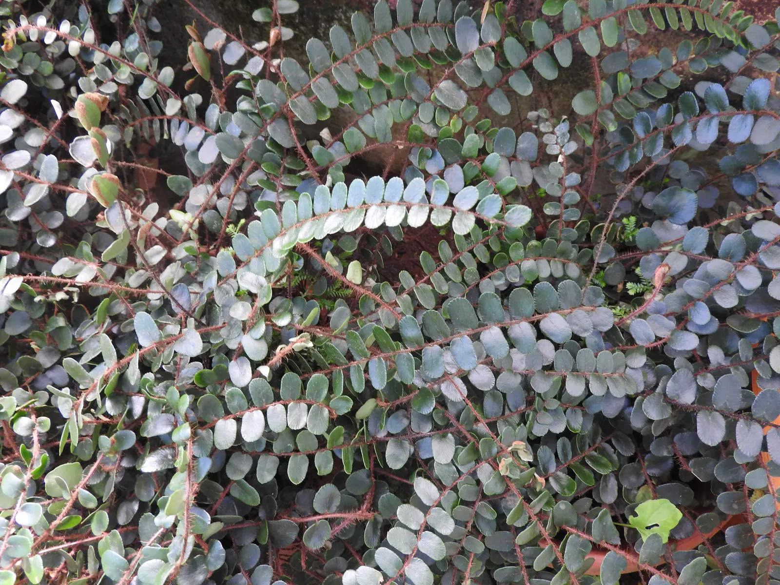 Button Fern (Pellaea Rotundifolia) — underplanting for taller specimens