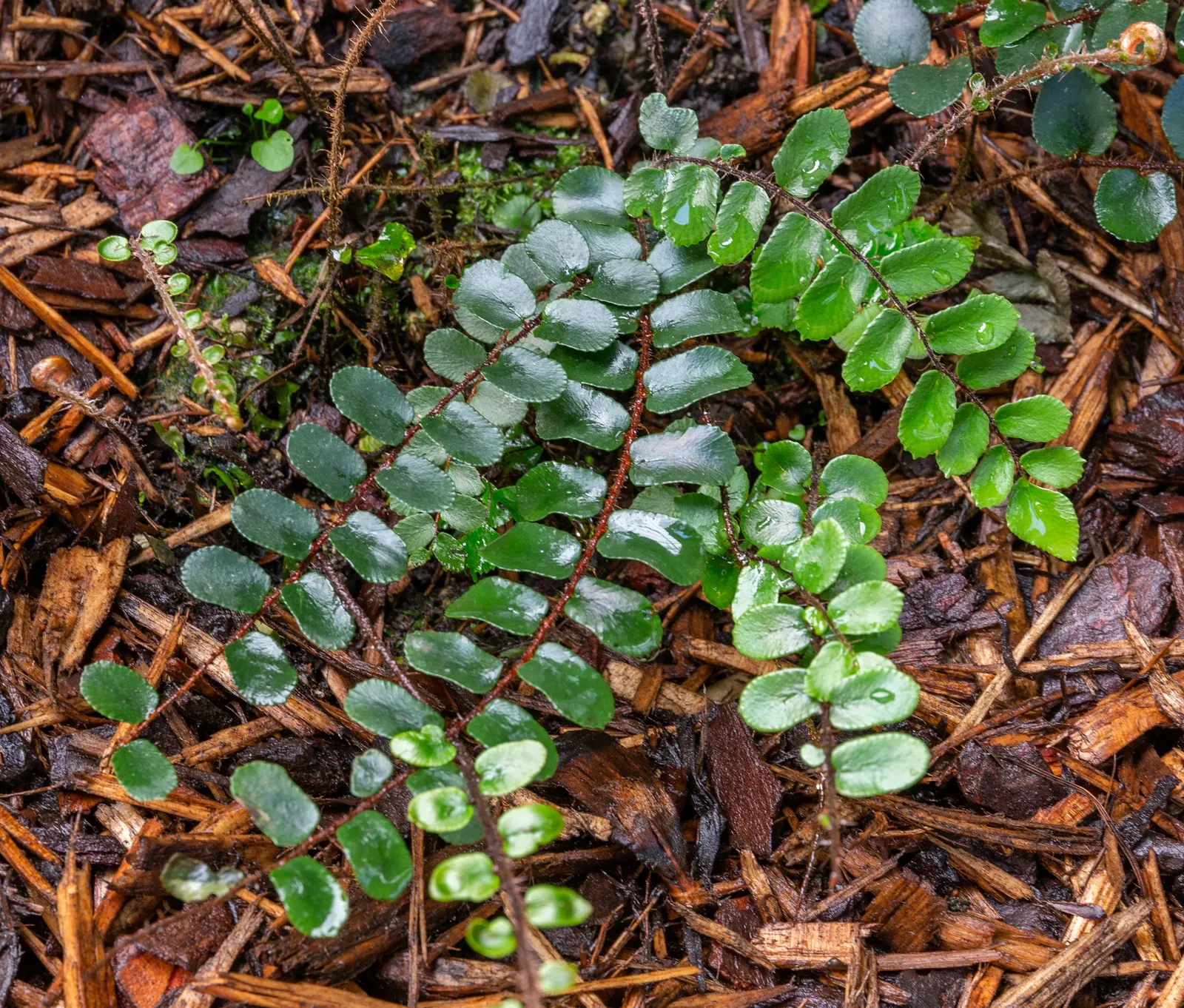 Button Fern (Pellaea Rotundifolia) — scientifically recognized as Pellaea rotundifolia; giving rise to its common name