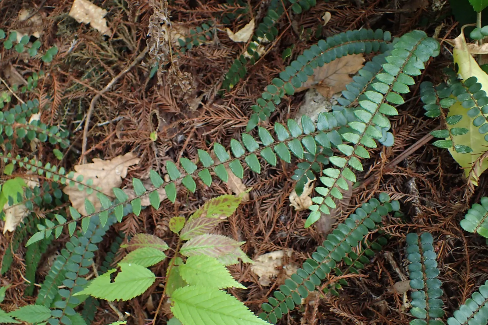 Button Fern (Pellaea Rotundifolia) — fern for deep shade or shade