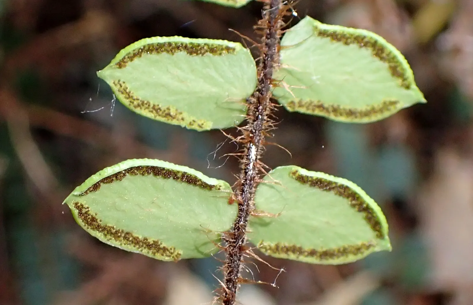 Button Fern (Pellaea Rotundifolia) — suggesting its preference for cooler