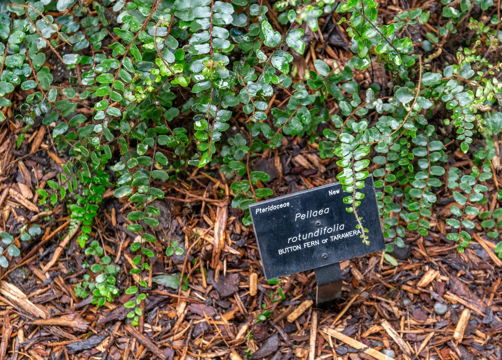 Button Fern (Pellaea Rotundifolia) — Hardy in USDA Zones 9-11, it thrives in well-draining, humus-rich soil and prefers moderate moisture; reaching up to 12
