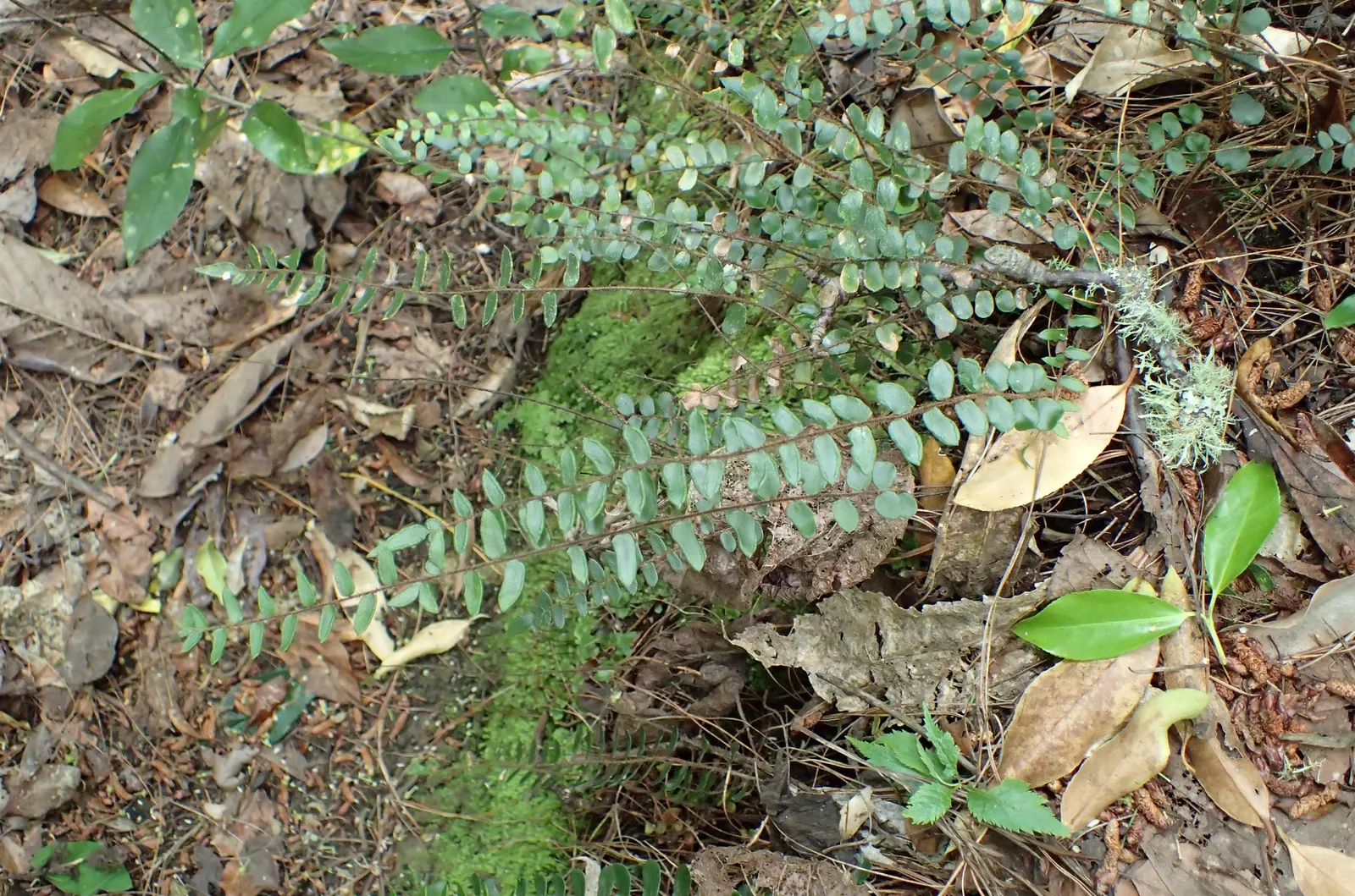 Button Fern (Pellaea Rotundifolia) — reaching up to 12 inches in height and spread; the fronds of this fern are uniquely attractive