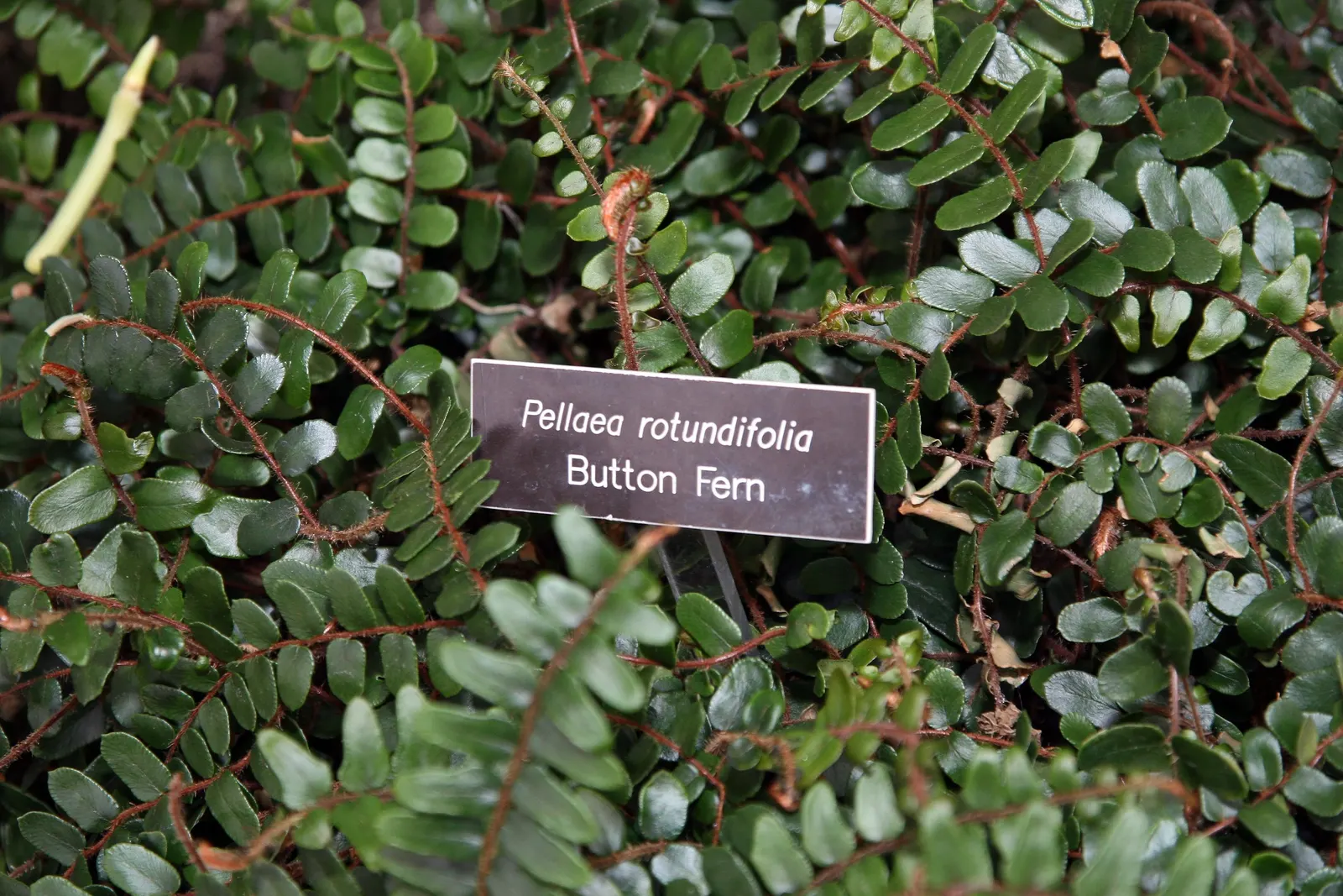 Button Fern (Pellaea Rotundifolia) — Hardy in USDA Zones 9-11, it thrives in well-draining, humus-rich soil and prefers moderate moisture