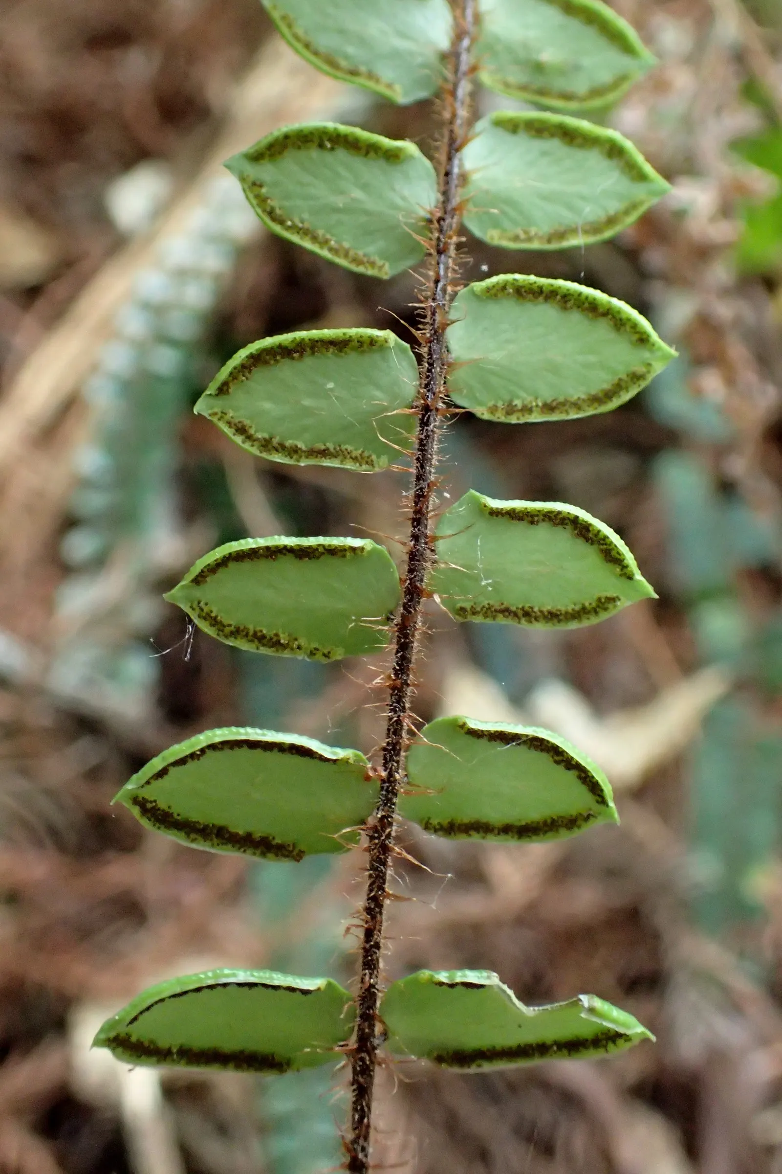 Button Fern (Pellaea Rotundifolia) — though it will flourish best if protected from frost