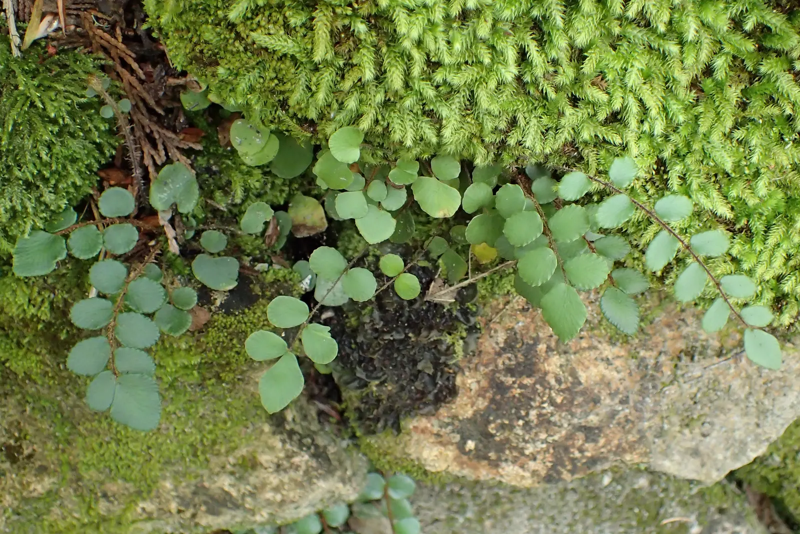 Button Fern (Pellaea Rotundifolia) — scientifically recognized as Pellaea rotundifolia