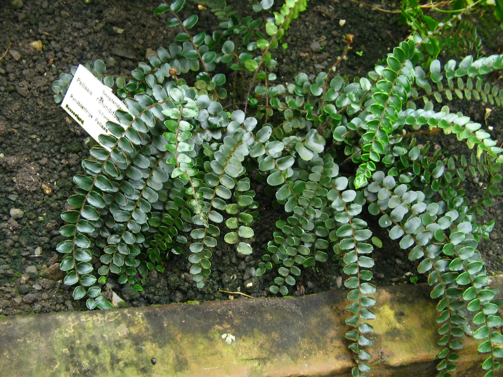 Button Fern (Pellaea Rotundifolia) — evergreen fern with a compact growth habit; hardy in USDA Zones 9-11, it thrives in well-draining, humus-rich soil and