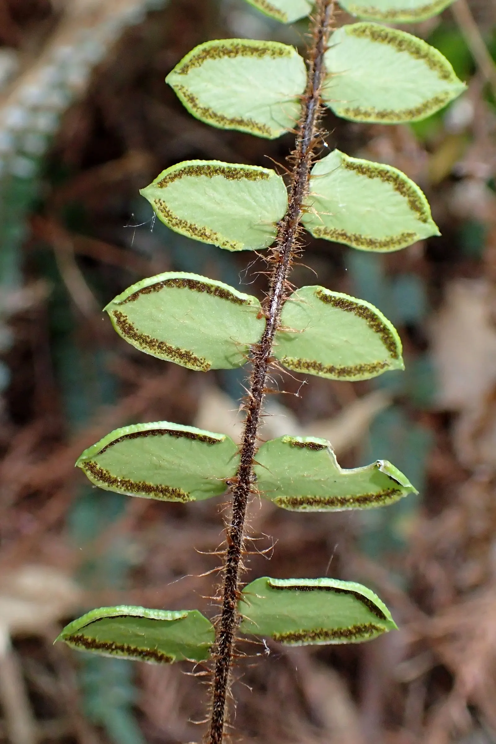 Button Fern (Pellaea Rotundifolia) — This charming fern is native to New Zealand; and soil should be kept consistently damp but not waterlogged to avoid root