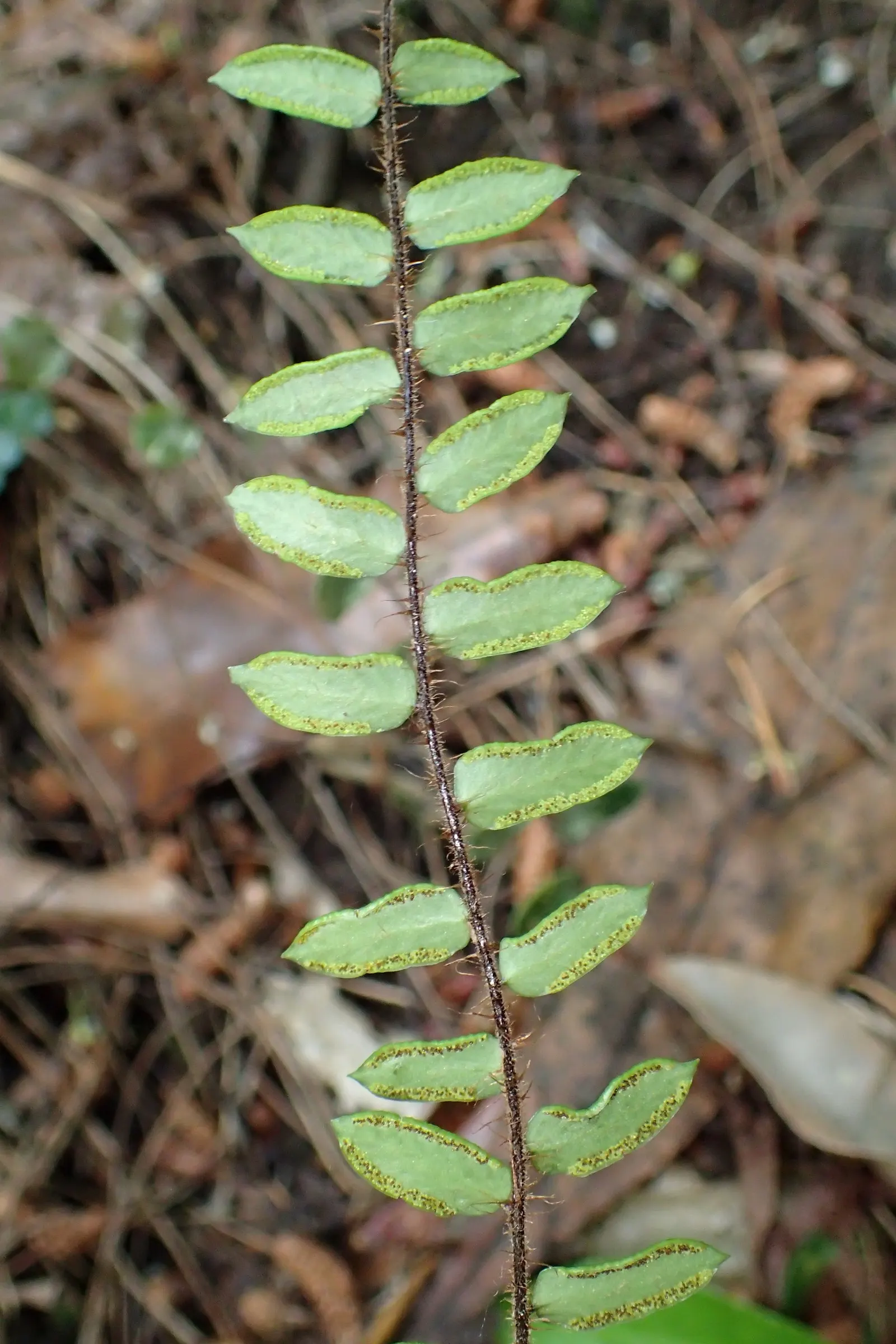Button Fern (Pellaea Rotundifolia) — Its charming, rounded, button-like leaflets adorn arching stems, offering lush texture to shaded areas; the Button Fern