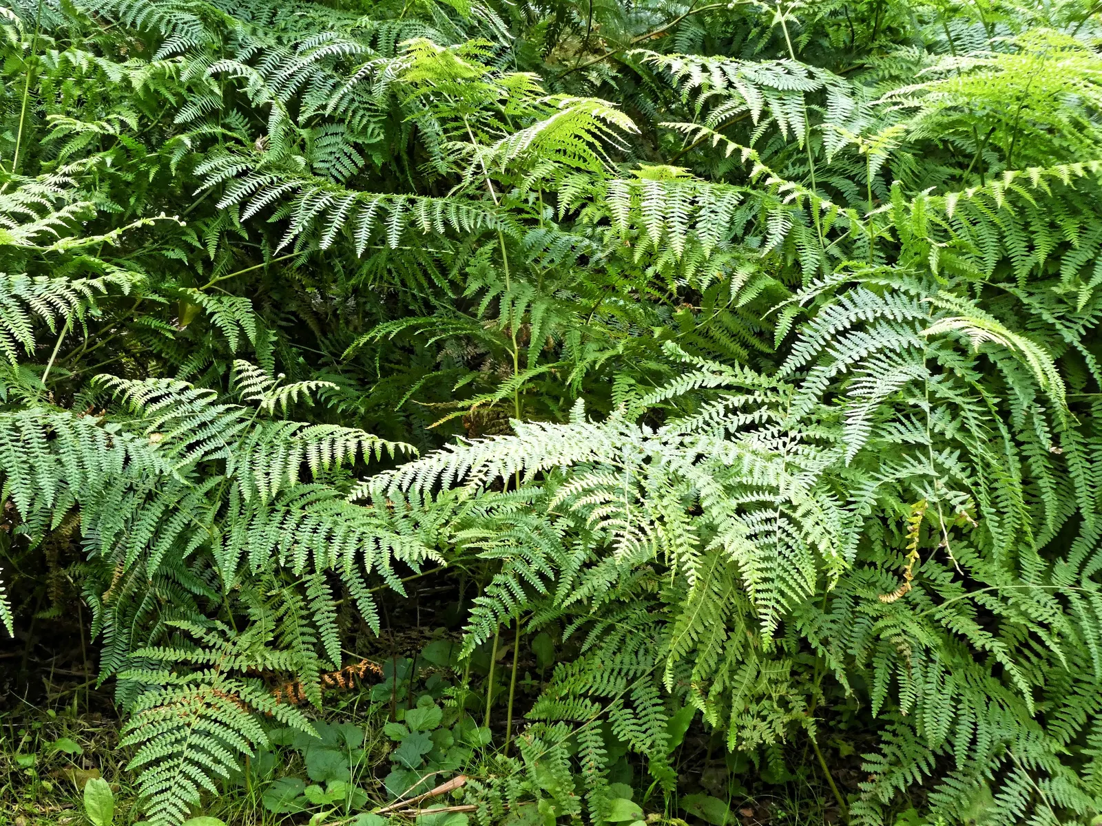 Button Fern (Pellaea Rotundifolia) — textural contrast when positioned amongst broad-leaved plants