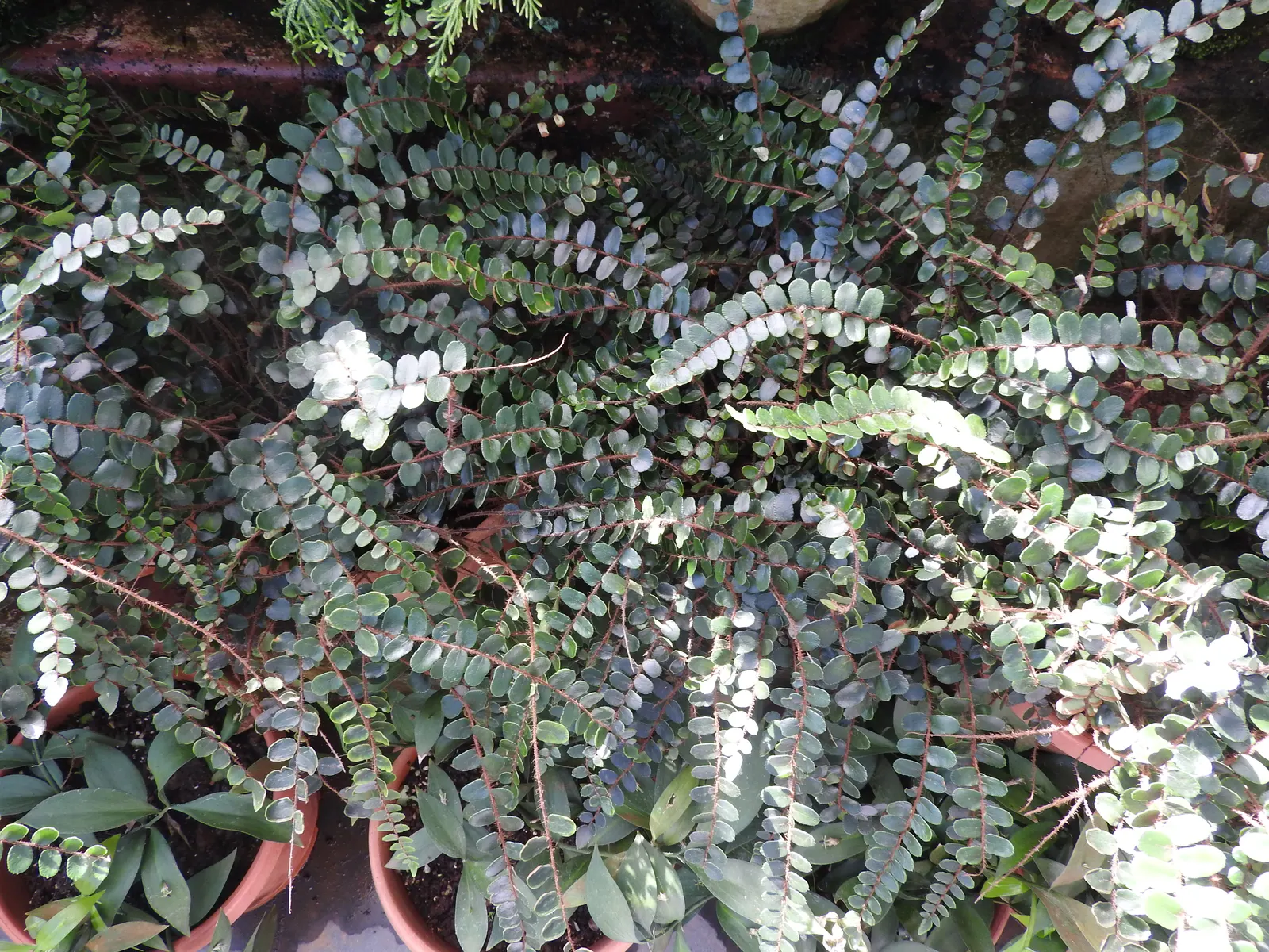 Button Fern (Pellaea Rotundifolia) — the Button Fern can endure temperatures as low as 20 degrees Fahrenheit for brief periods