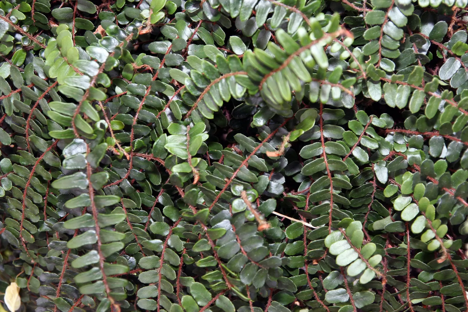 Button Fern (Pellaea Rotundifolia) — Pellaea rotundifolia should be planted in well-draining soil with an acidic to neutral pH; its charming, rounded