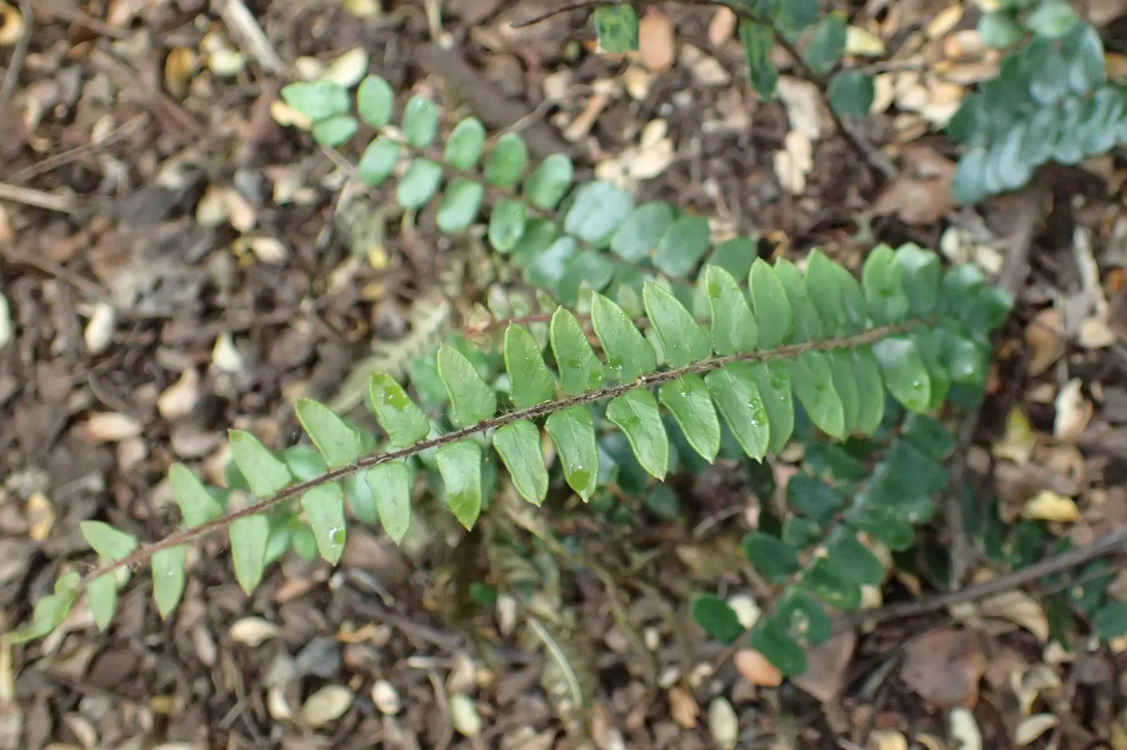 Button Fern (Pellaea Rotundifolia) — elegant dynamism to your client's garden composition.<br><br>For optimal growth; though it will flourish best if protected
