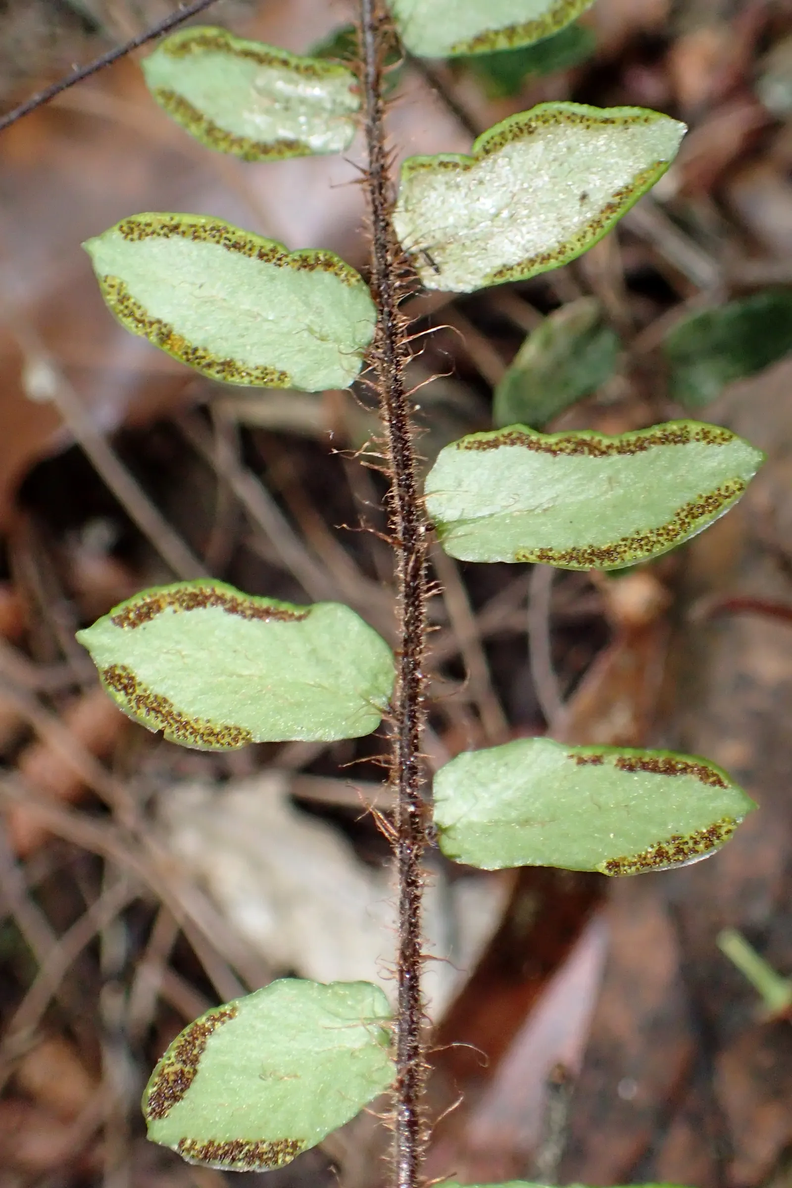 Button Fern (Pellaea Rotundifolia) — Pellaea rotundifolia should be planted in well-draining soil with an acidic to neutral pH