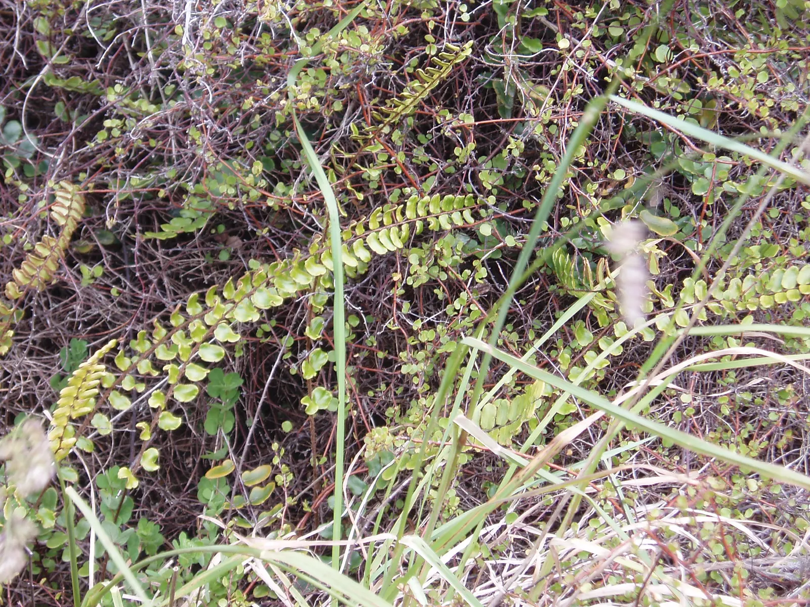 Button Fern (Pellaea Rotundifolia) — elegant dynamism to your client's garden composition.<br><br>For optimal growth