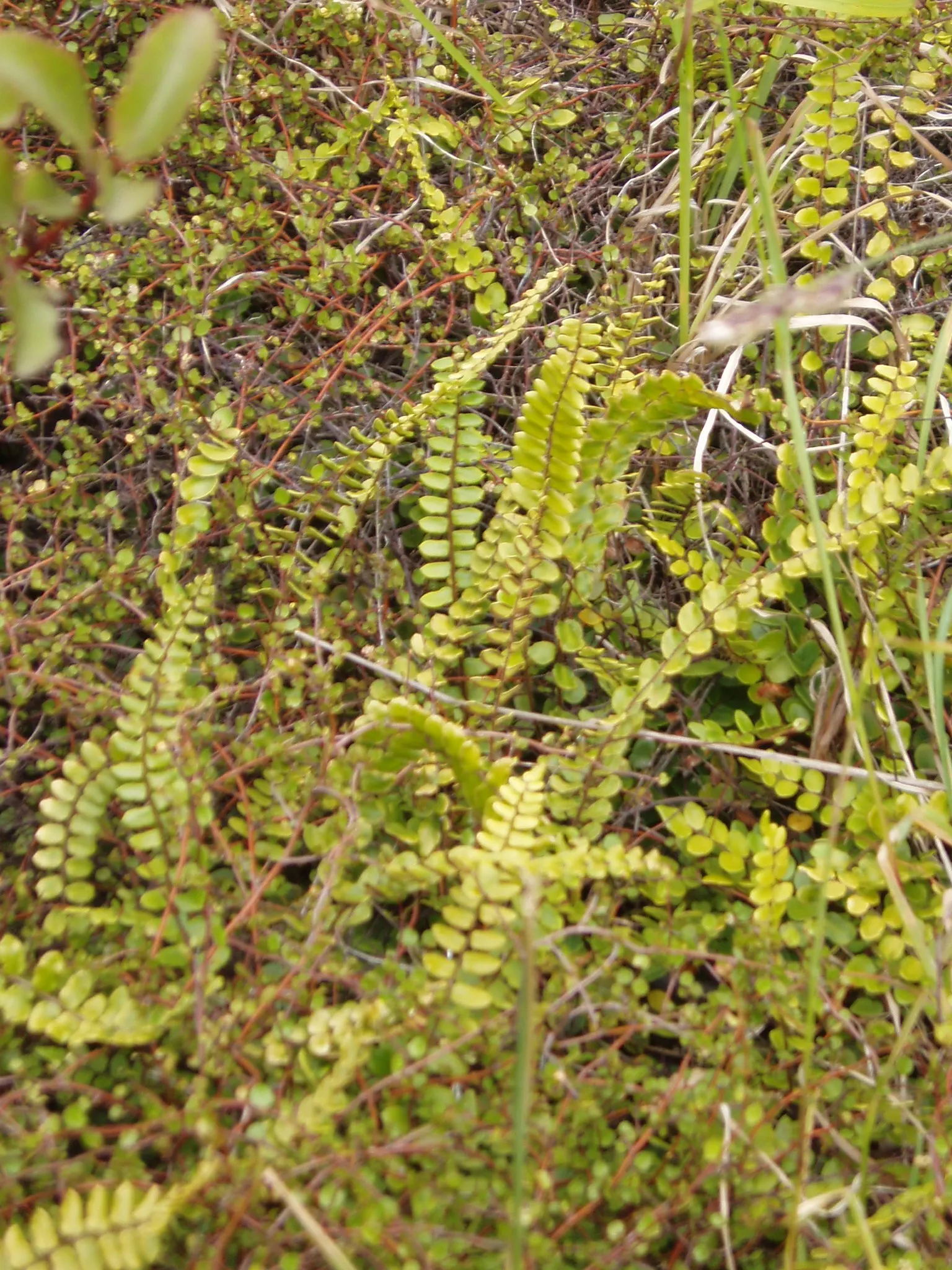 Button Fern (Pellaea Rotundifolia) — textural contrast when positioned amongst broad-leaved plants; underplanting for taller specimens