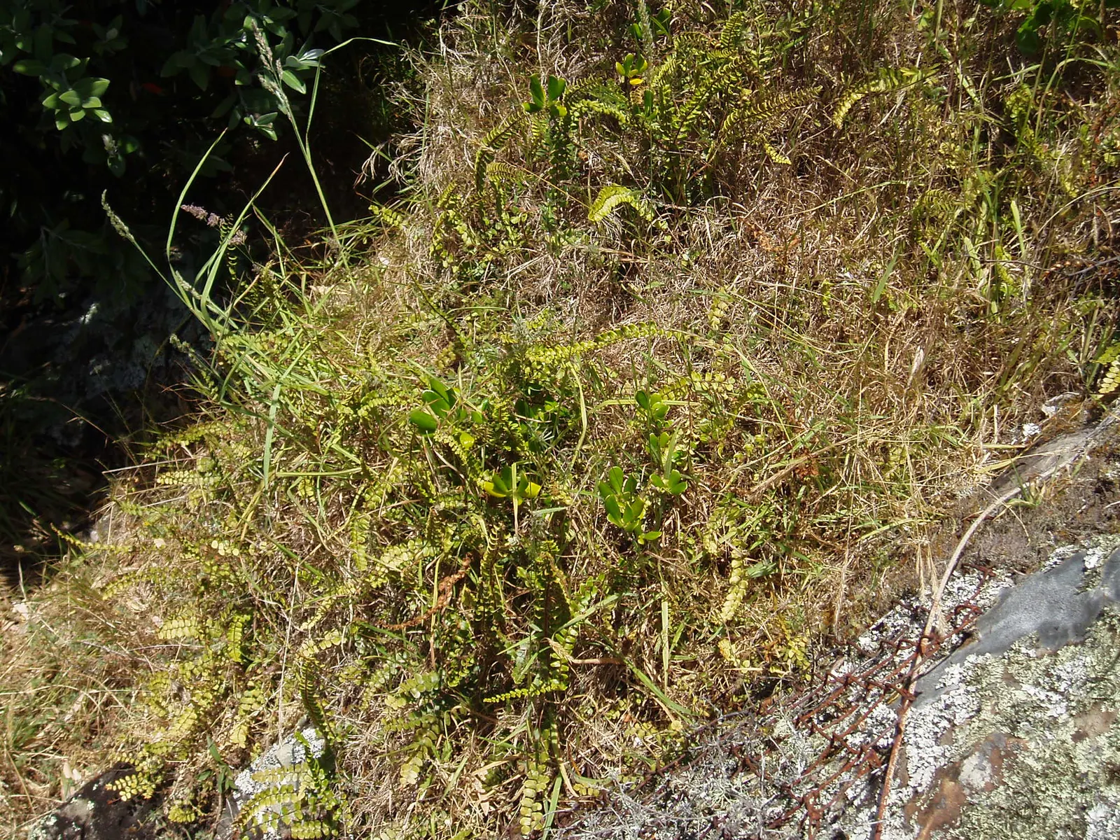 Button Fern (Pellaea Rotundifolia) — Its charming, rounded, button-like leaflets adorn arching stems, offering lush texture to shaded areas