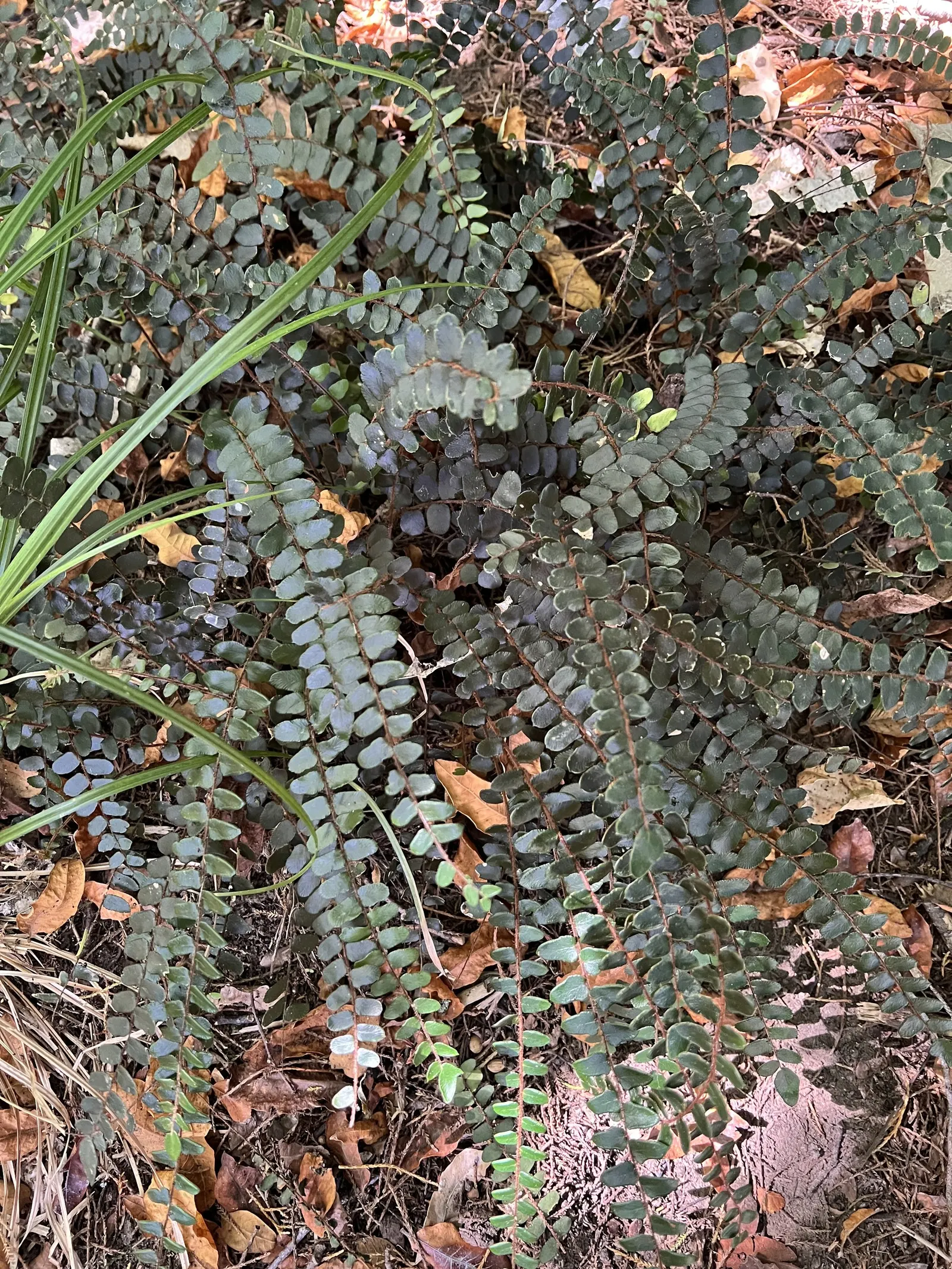 Button Fern (Pellaea Rotundifolia) — As it is drought-tolerant once established