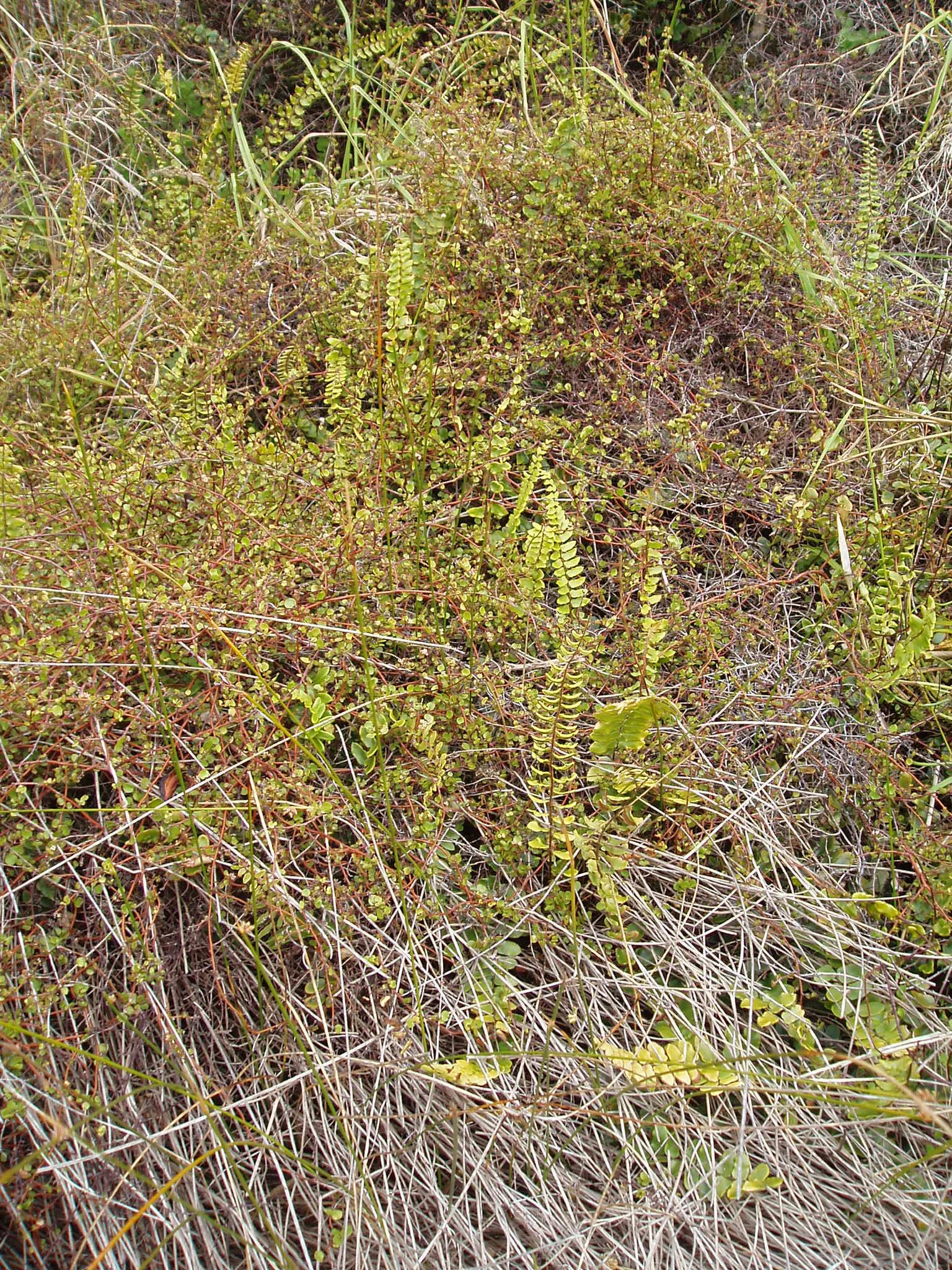 Button Fern (Pellaea Rotundifolia) — giving rise to its common name