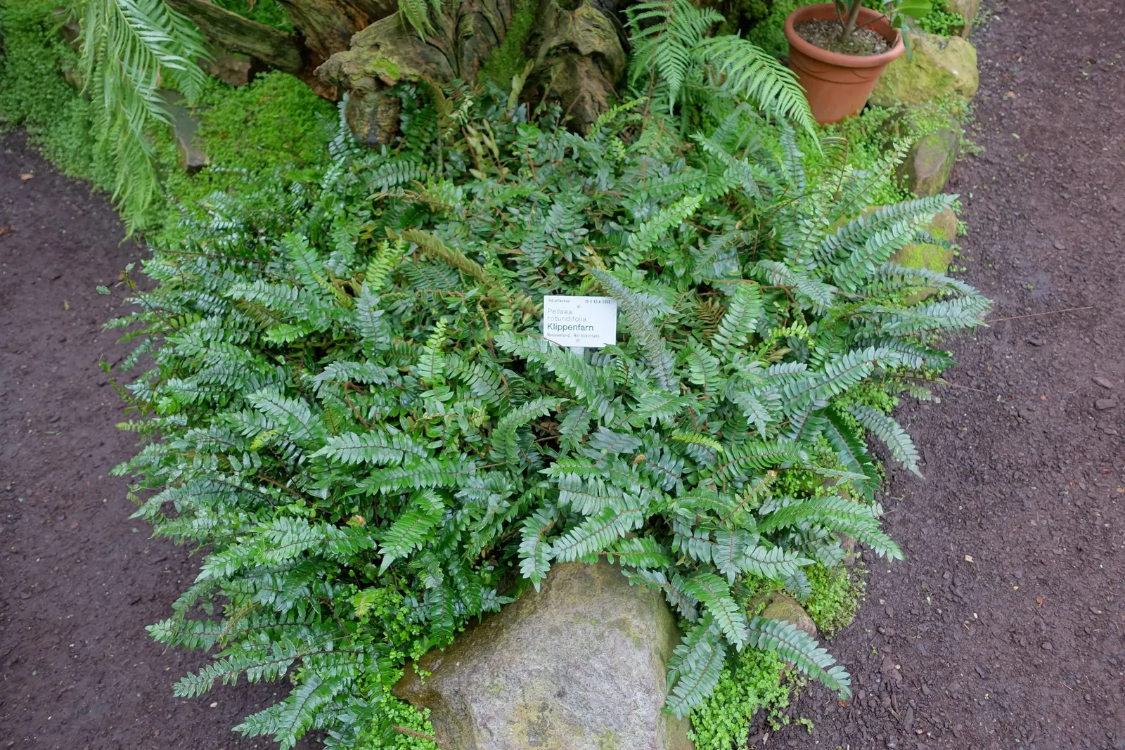Button Fern (Pellaea Rotundifolia) — and soil should be kept consistently damp but not waterlogged to avoid root rot