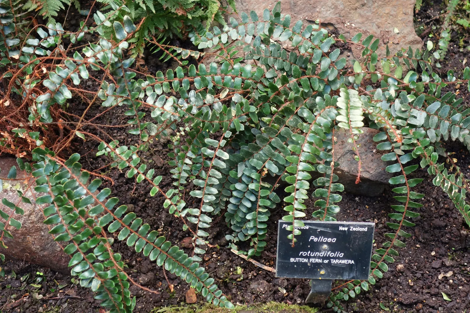 Button Fern (Pellaea Rotundifolia) — consider placing the Button Fern in shaded borders