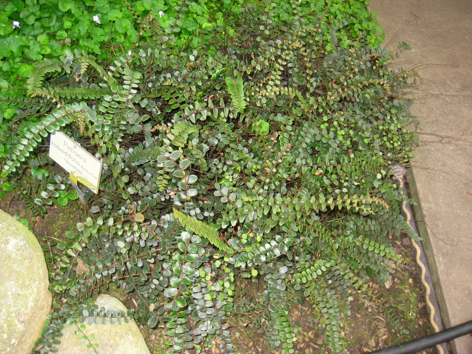 Button Fern (Pellaea Rotundifolia) — growing up to approximately 12 to 18 inches in length