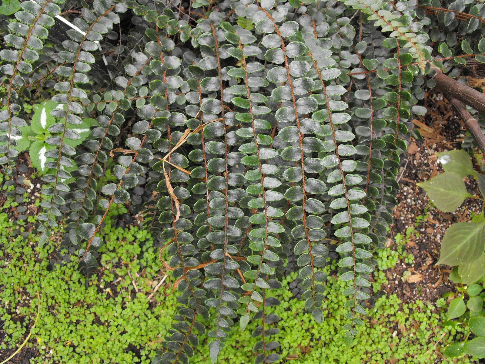 Button Fern (Pellaea Rotundifolia) — reaching up to 12 inches in height and spread