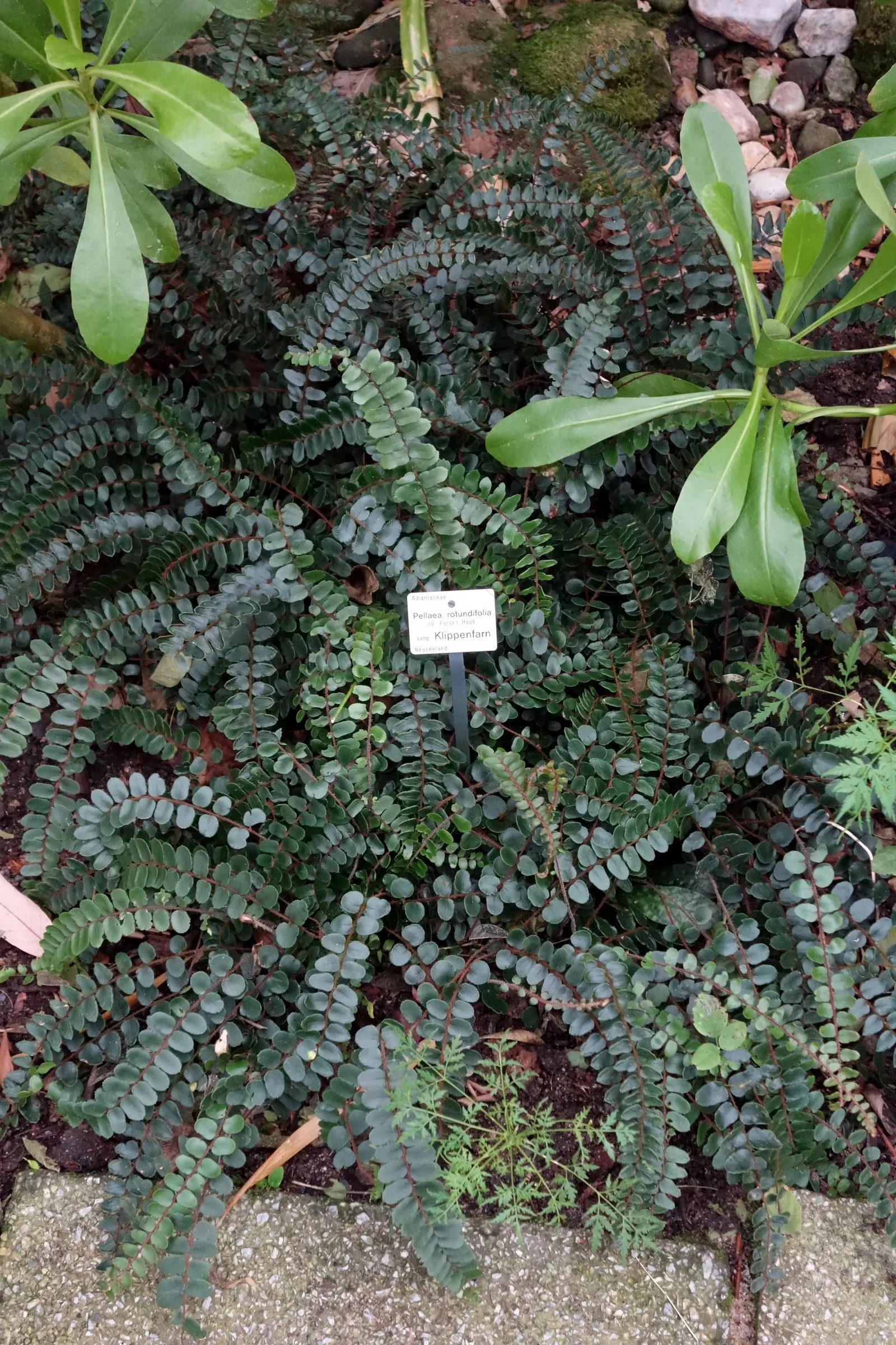 Button Fern (Pellaea Rotundifolia) — or in container arrangements that can be moved as needed to safeguard from extreme temperatures