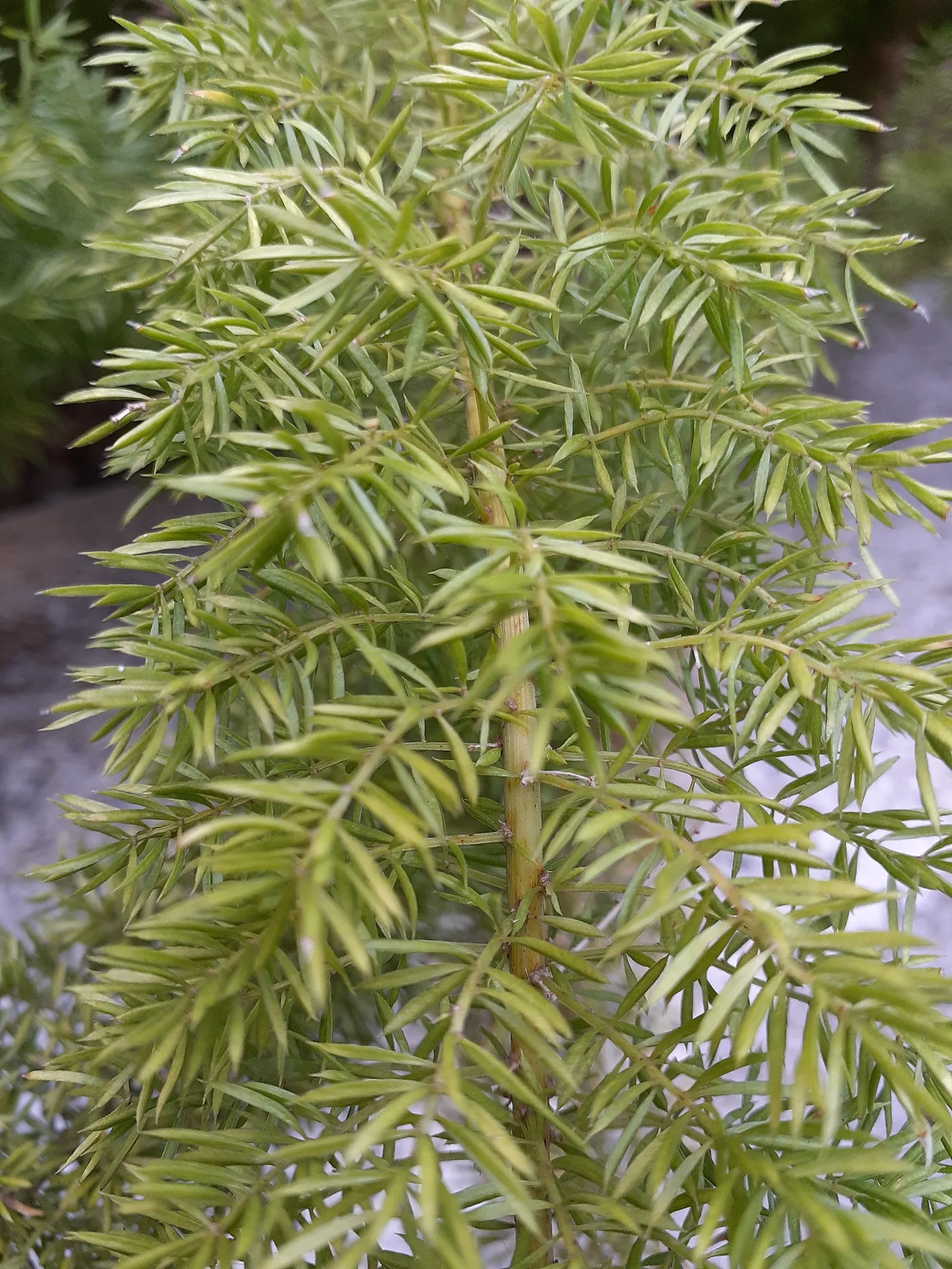 Sprenger Asparagus (Asparagus Densiflorus 'Sprengeri') — so regular maintenance may be required to control its growth; perfect for hanging baskets, image 103