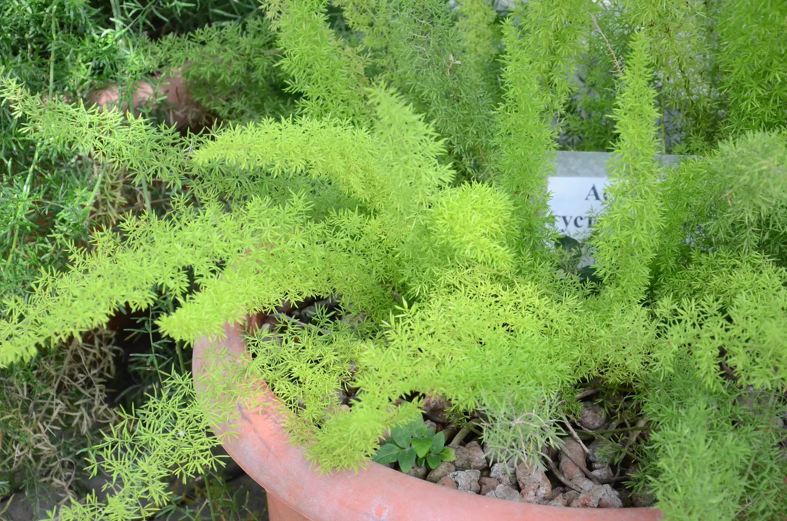 Sprenger Asparagus (Asparagus Densiflorus 'Sprengeri') — fern / ground cover for full or half or shade; sprenger Asparagus adapts well but can, image 126