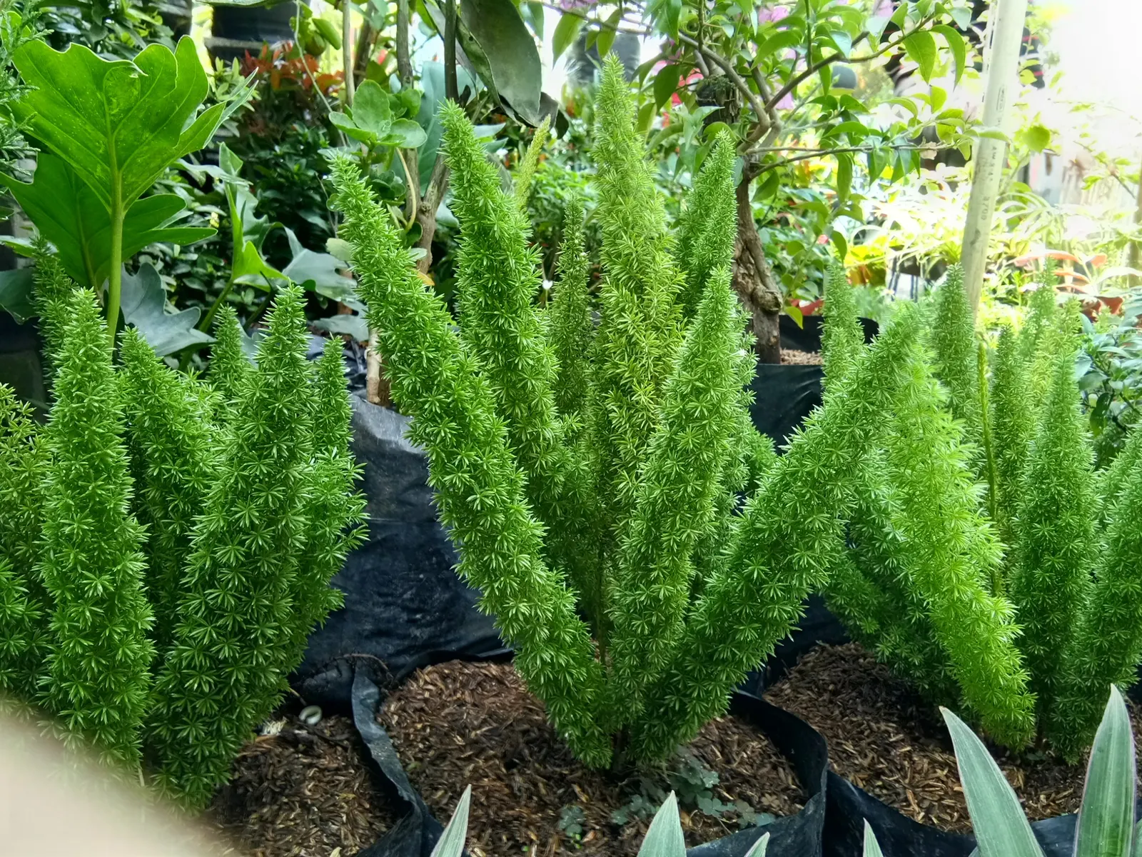 Sprenger Asparagus (Asparagus Densiflorus 'Sprengeri') — It's an excellent choice for hanging baskets; perfect for hanging baskets, it adds texture, image 118