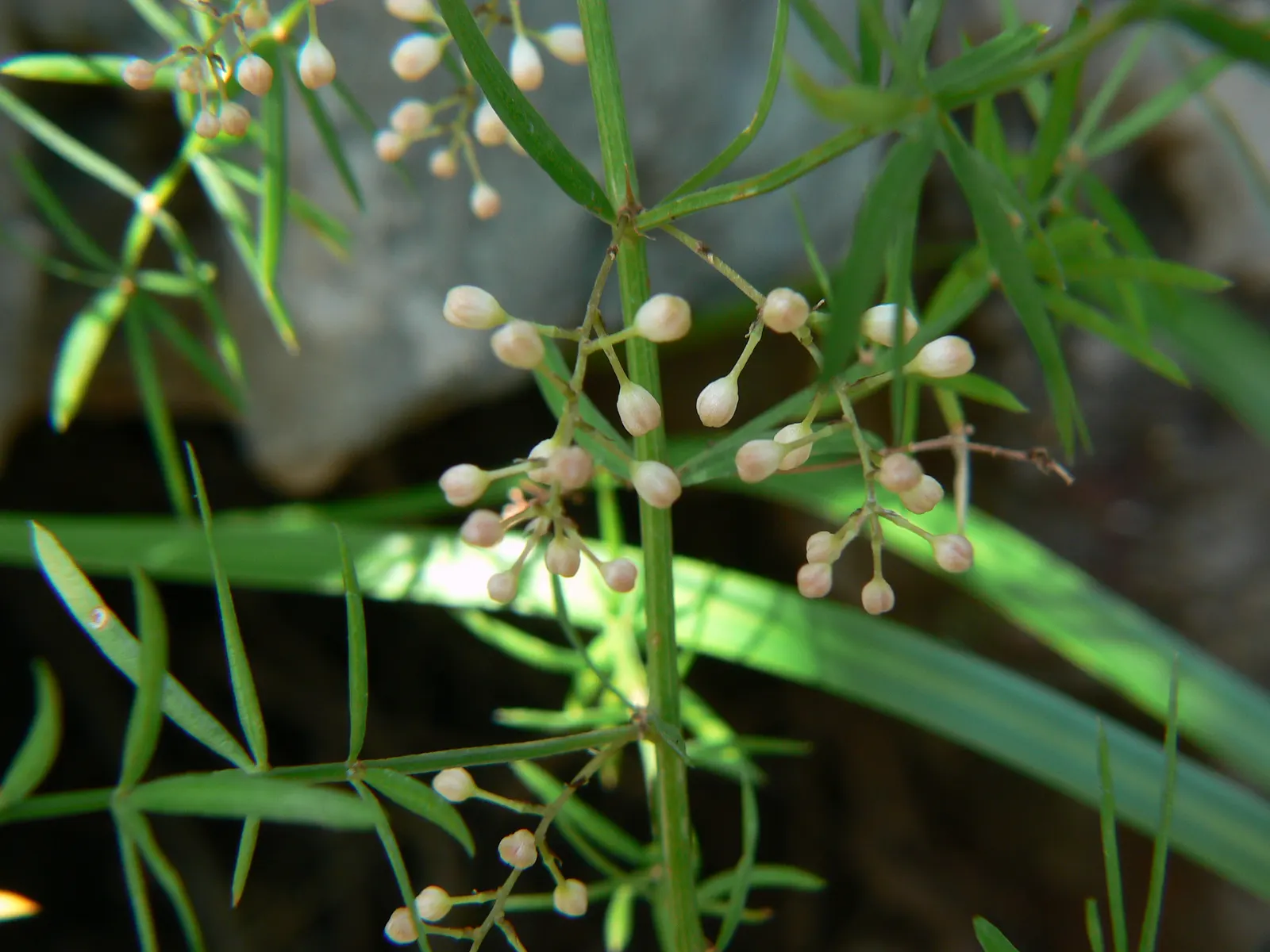 Sprenger Asparagus (Asparagus Densiflorus 'Sprengeri') — where its trailing branches can create a cascading effect; sprenger Asparagus adapts well, image 120