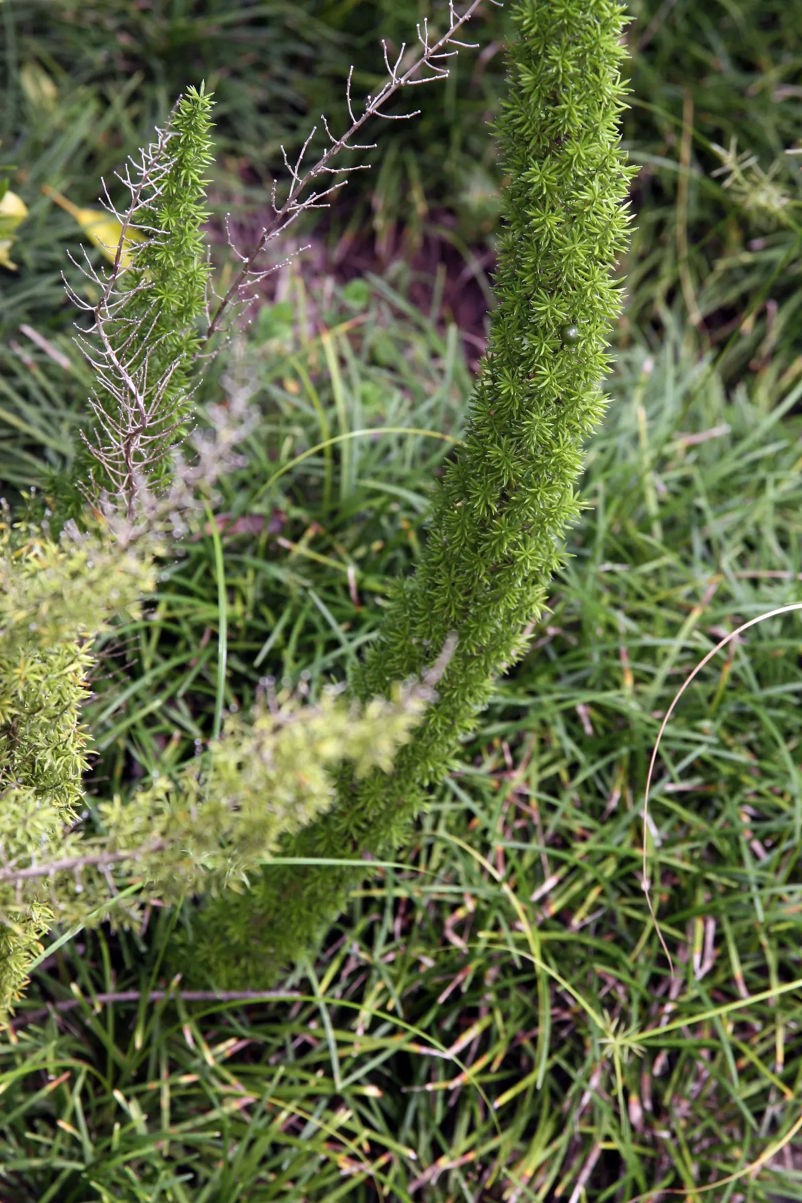 Sprenger Asparagus (Asparagus Densiflorus 'Sprengeri') — where its trailing branches can create a cascading effect; sprenger Asparagus adapts well, image 57