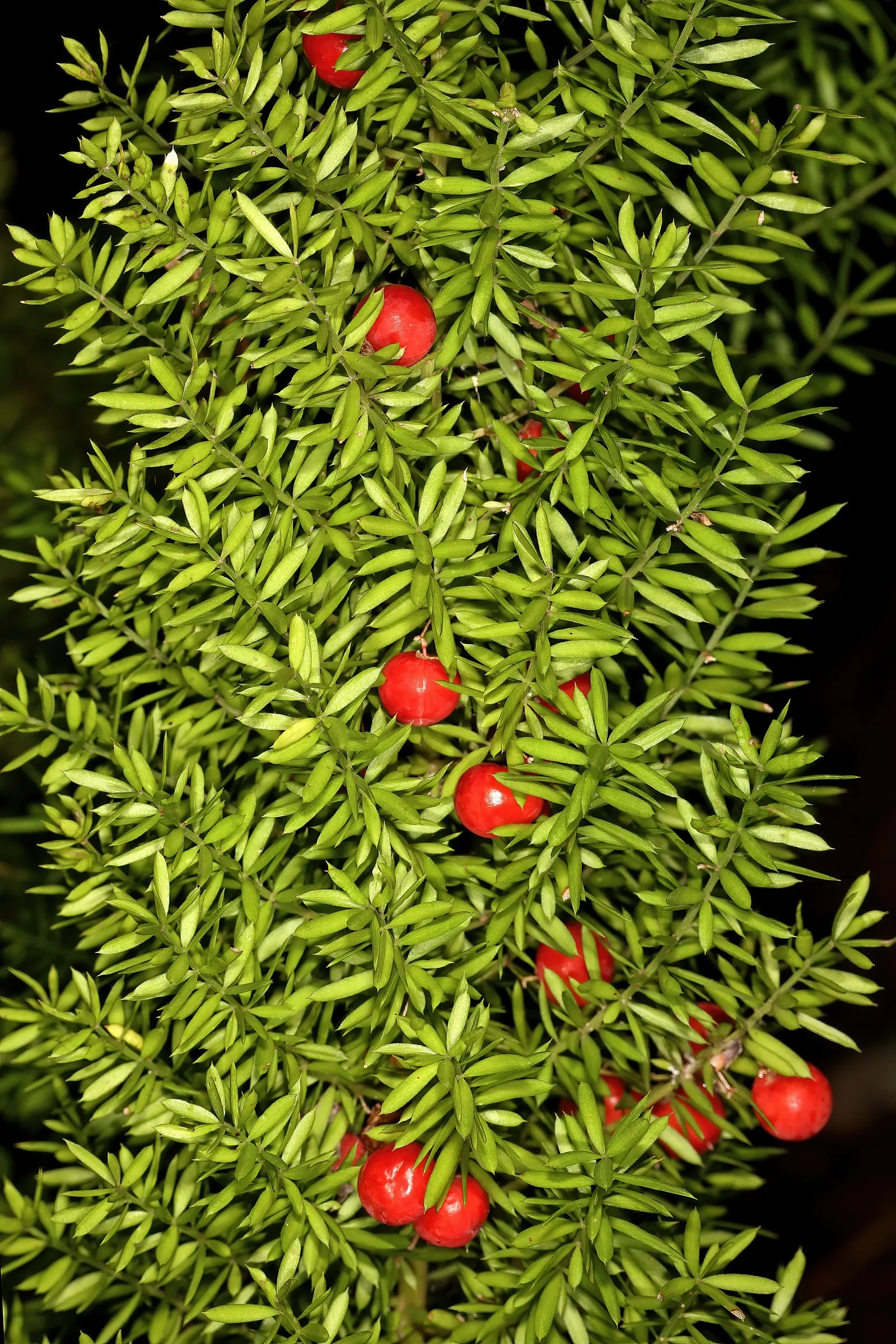 Sprenger Asparagus (Asparagus Densiflorus 'Sprengeri') — It thrives in USDA hardiness zones 9 to 11 and performs best in partial to full shade, image 96