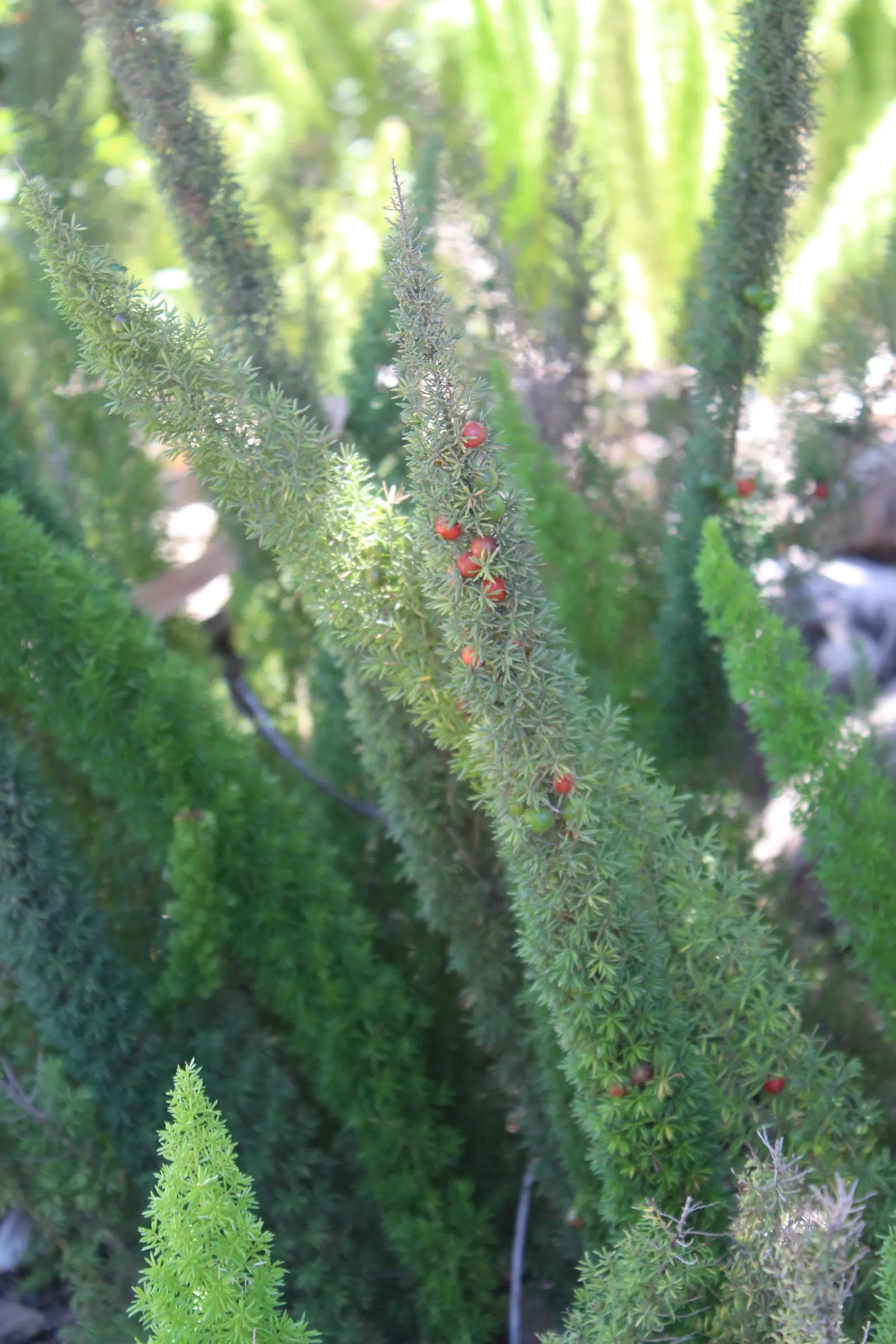 Sprenger Asparagus (Asparagus Densiflorus 'Sprengeri') — Thriving in USDA zones 9-11, it boasts arching stems reaching 2-3 feet with feathery, image 66
