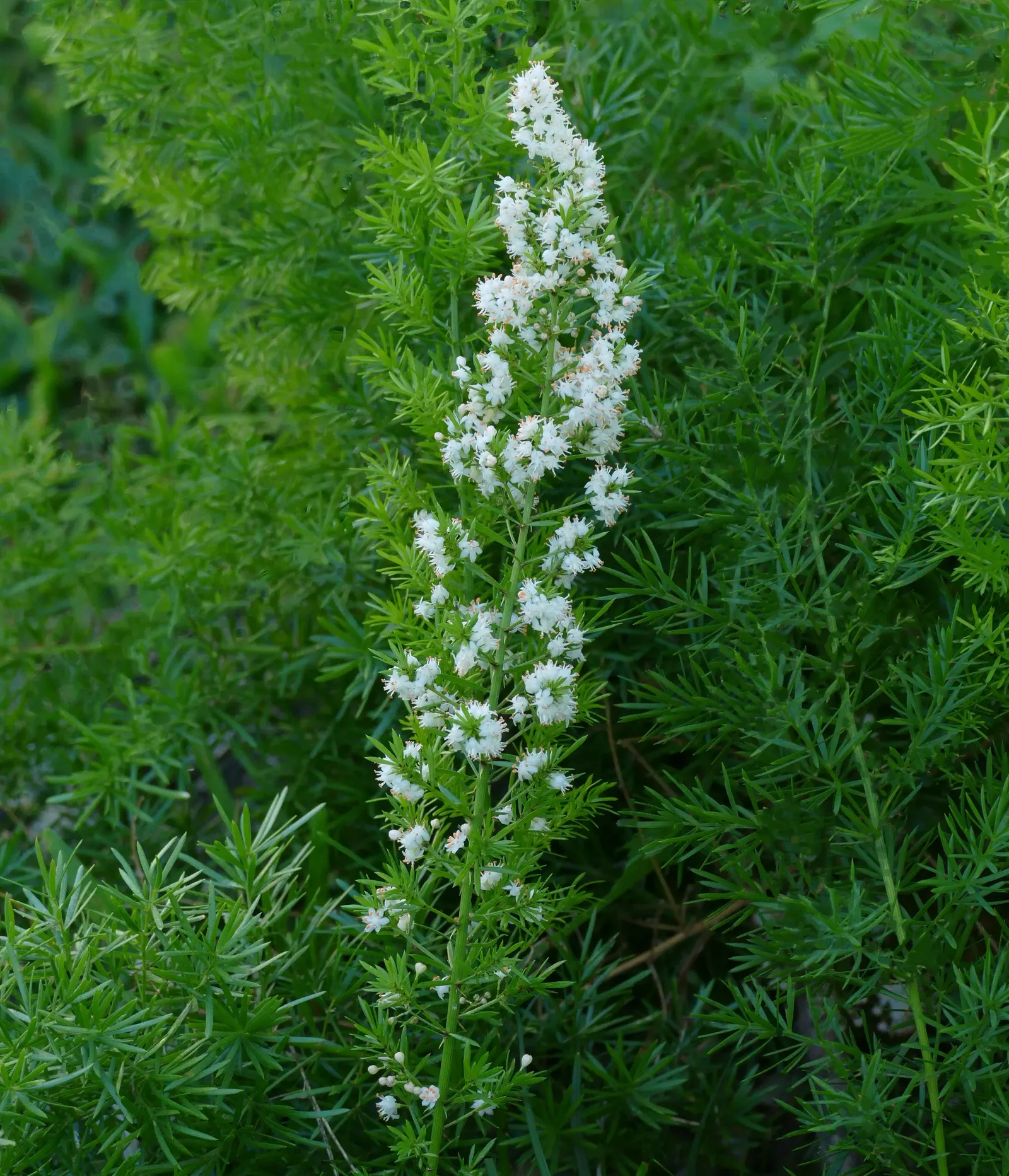 Sprenger Asparagus (Asparagus Densiflorus 'Sprengeri') — Overall, this plant adds a delicate texture and year-round greenery to any garden setting, image 62