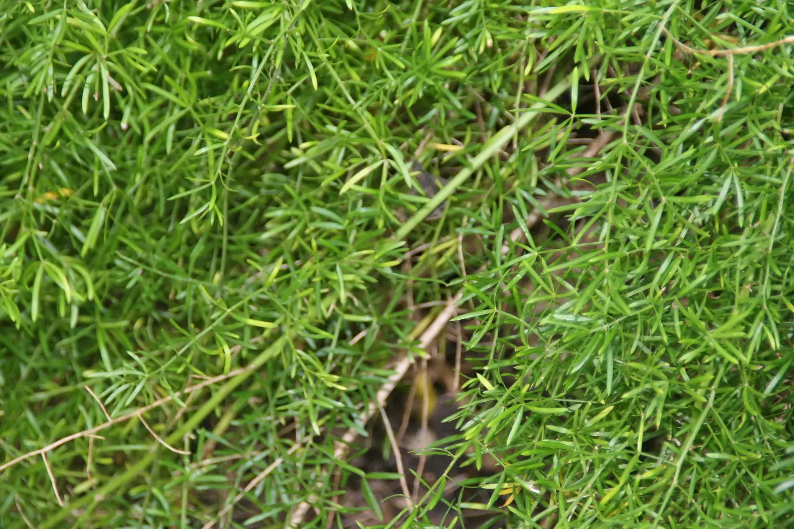 Sprenger Asparagus (Asparagus Densiflorus 'Sprengeri') — Keep watch for rare red berries which are toxic if ingested; perfect for hanging baskets, image 133