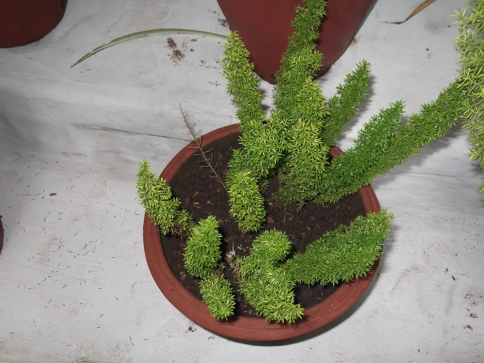 Sprenger Asparagus (Asparagus Densiflorus 'Sprengeri') — fern / ground cover for full or half or shade; sprenger Asparagus adapts well but can, image 84