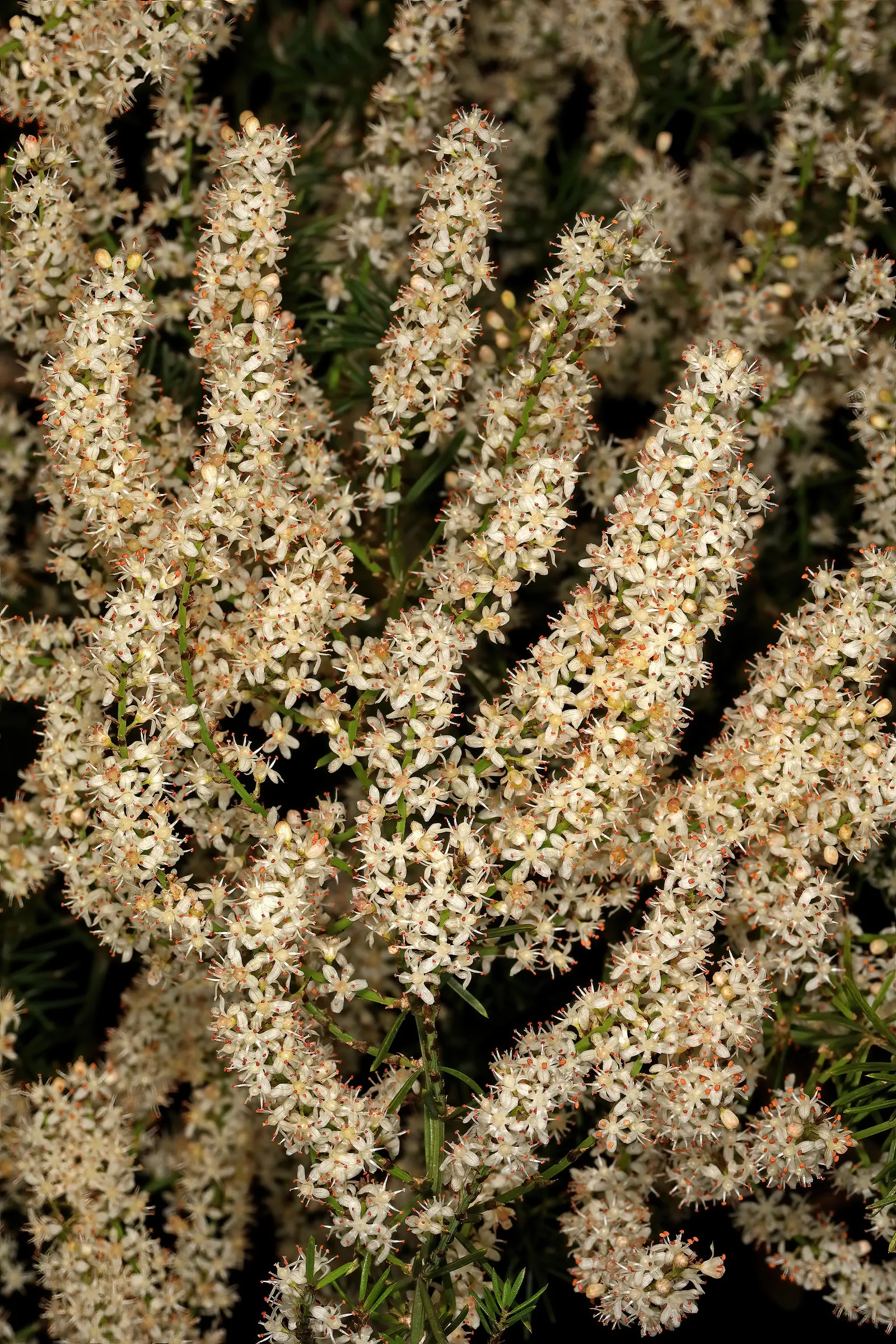 Sprenger Asparagus (Asparagus Densiflorus 'Sprengeri') — so regular maintenance may be required to control its growth