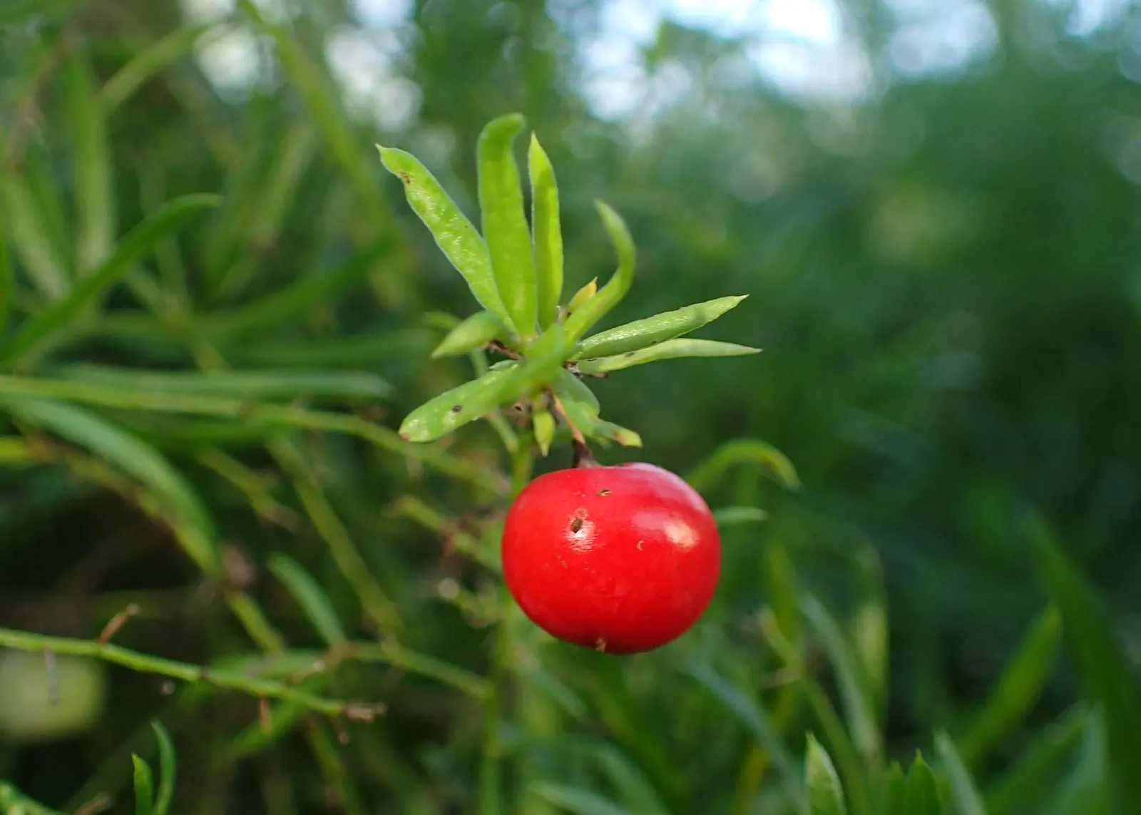 Sprenger Asparagus (Asparagus Densiflorus 'Sprengeri') — Keep watch for rare red berries which are toxic if ingested; perfect for hanging baskets, image 70