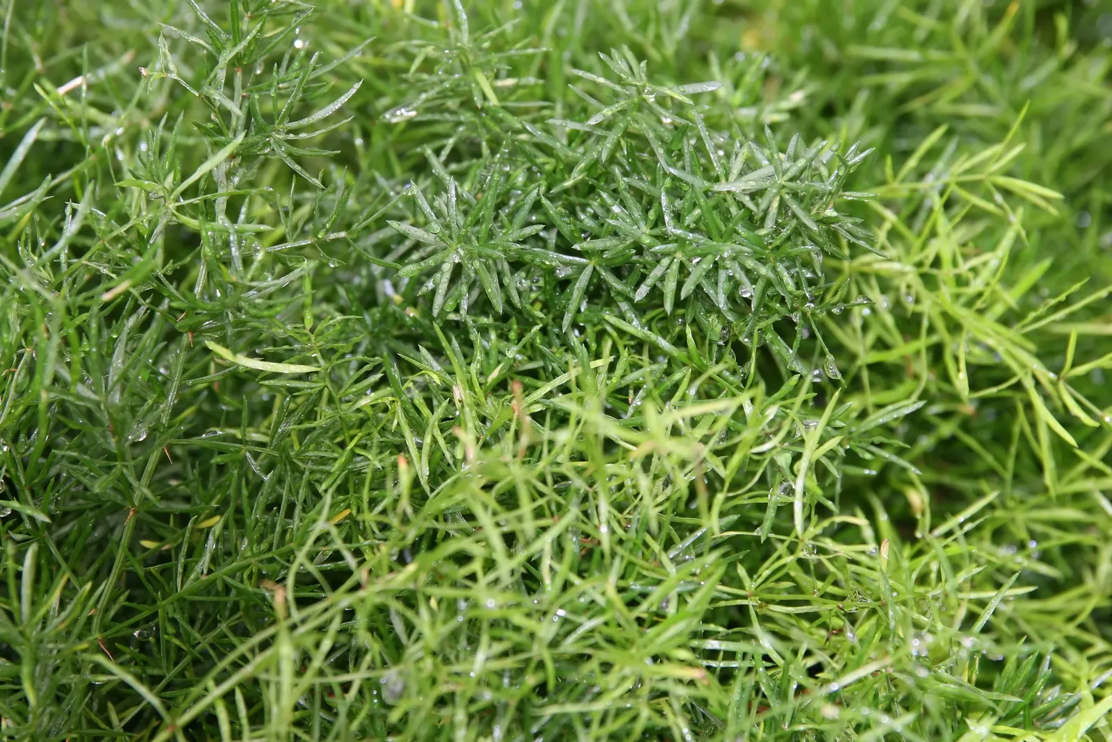 Sprenger Asparagus (Asparagus Densiflorus 'Sprengeri') — It's an excellent choice for hanging baskets