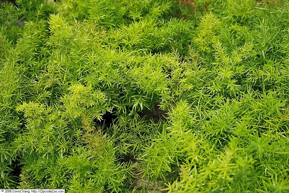 Sprenger Asparagus (Asparagus Densiflorus 'Sprengeri') — fern / ground cover for full or half or shade; sprenger Asparagus adapts well but can, image 105