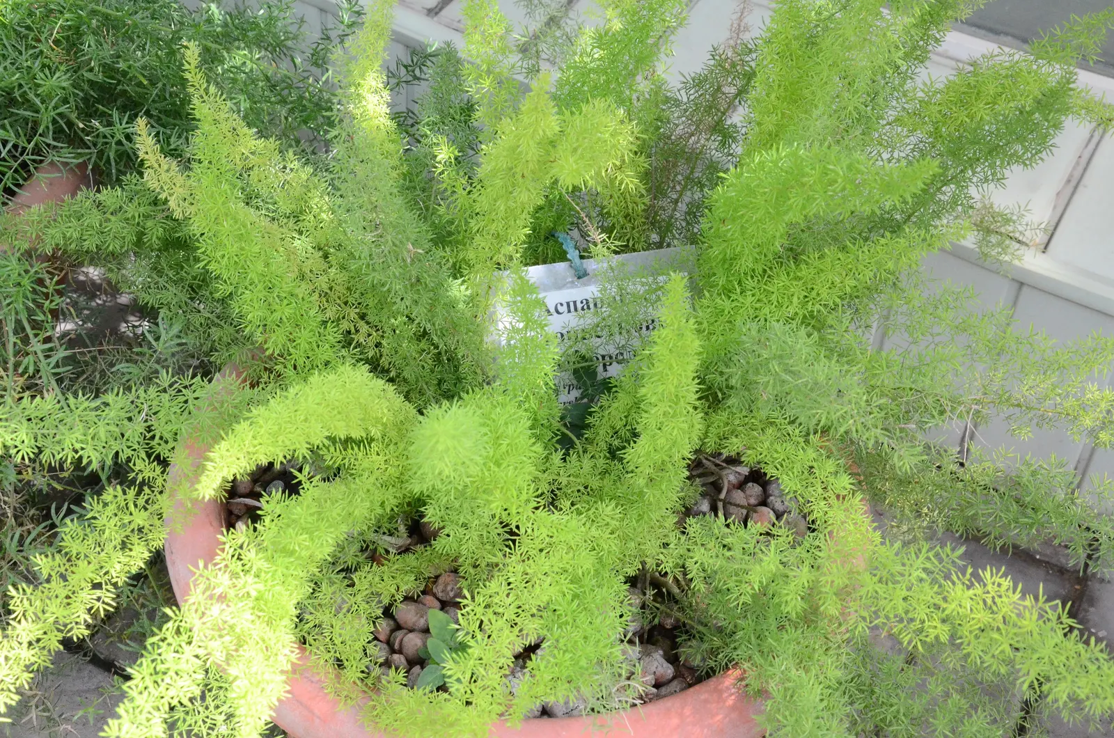 Sprenger Asparagus (Asparagus Densiflorus 'Sprengeri') — fern / ground cover for full or half or shade; sprenger Asparagus adapts well but can, image 63