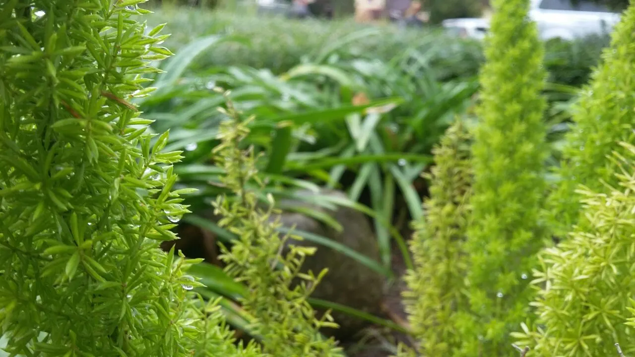 Sprenger Asparagus (Asparagus Densiflorus 'Sprengeri') — it's important to note that the berries are toxic if ingested; grows from a central root, image 122