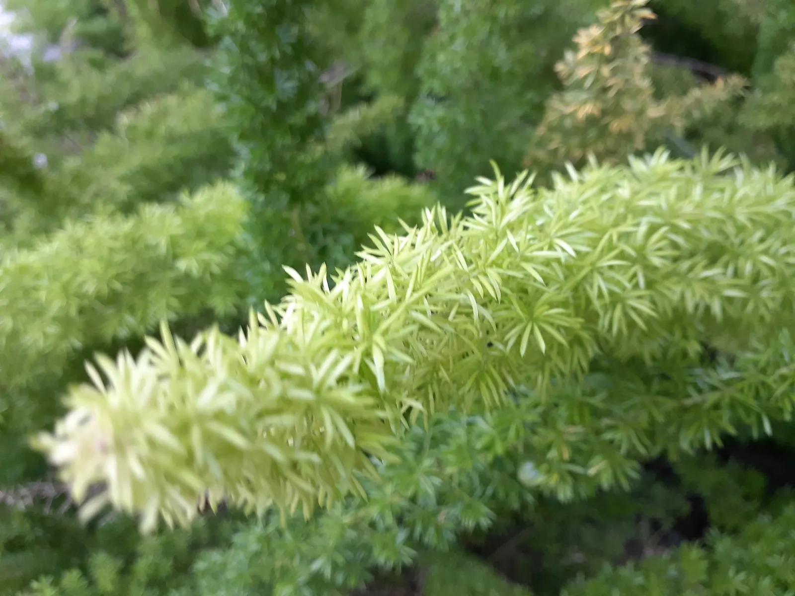Sprenger Asparagus (Asparagus Densiflorus 'Sprengeri') — and as a groundcover in shaded areas of the garden; grows from a central root with, image 77