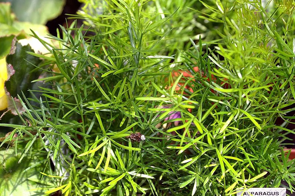 Sprenger Asparagus (Asparagus Densiflorus 'Sprengeri') — Thriving in USDA zones 9-11, it boasts arching stems reaching 2-3 feet with feathery, image 108