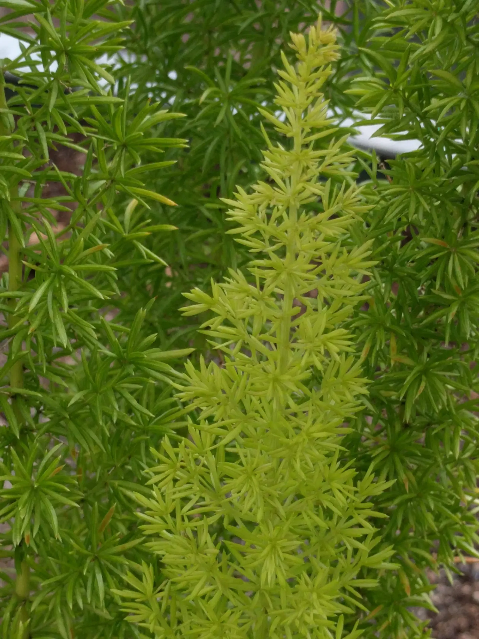 Sprenger Asparagus (Asparagus Densiflorus 'Sprengeri') — commonly called Sprenger Asparagus; perfect for hanging baskets, it adds texture with its, image 106