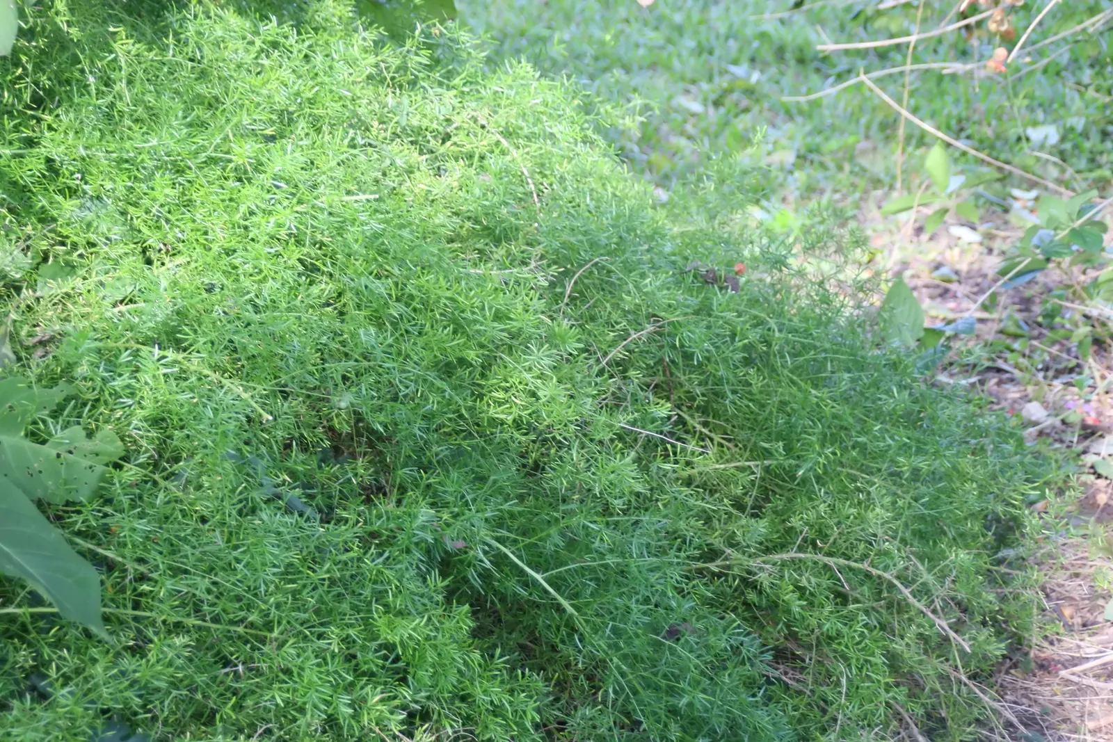 Sprenger Asparagus (Asparagus Densiflorus 'Sprengeri') — grows from a central root with trailing stems that can extend up to 3 feet in length, image 116